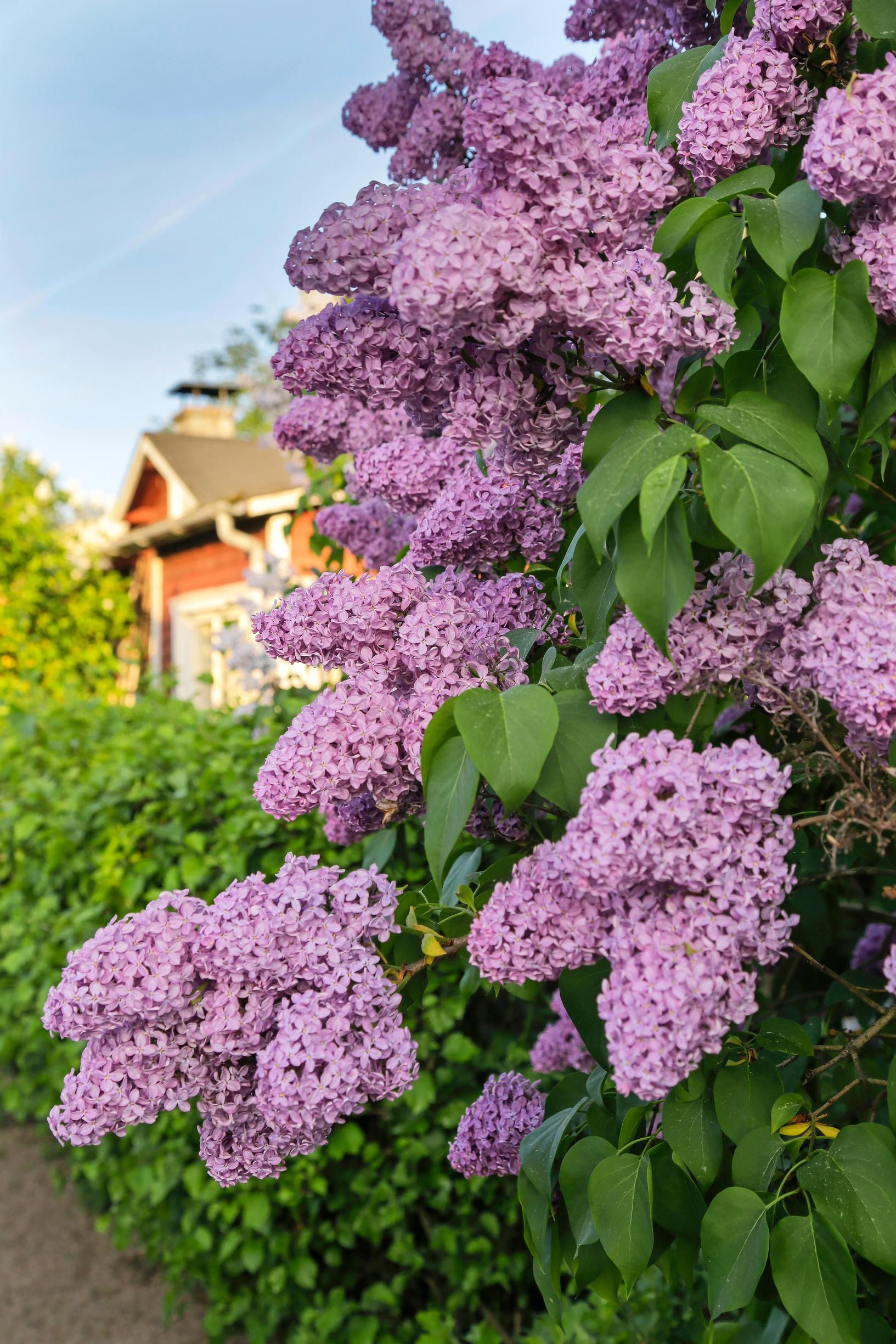 Lilac care: Pink Lilac