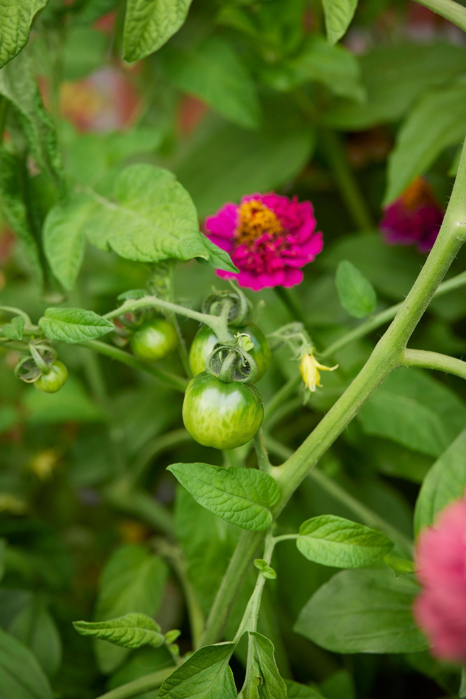 The fruit and flower of ‘Savitaipale’ tomato.