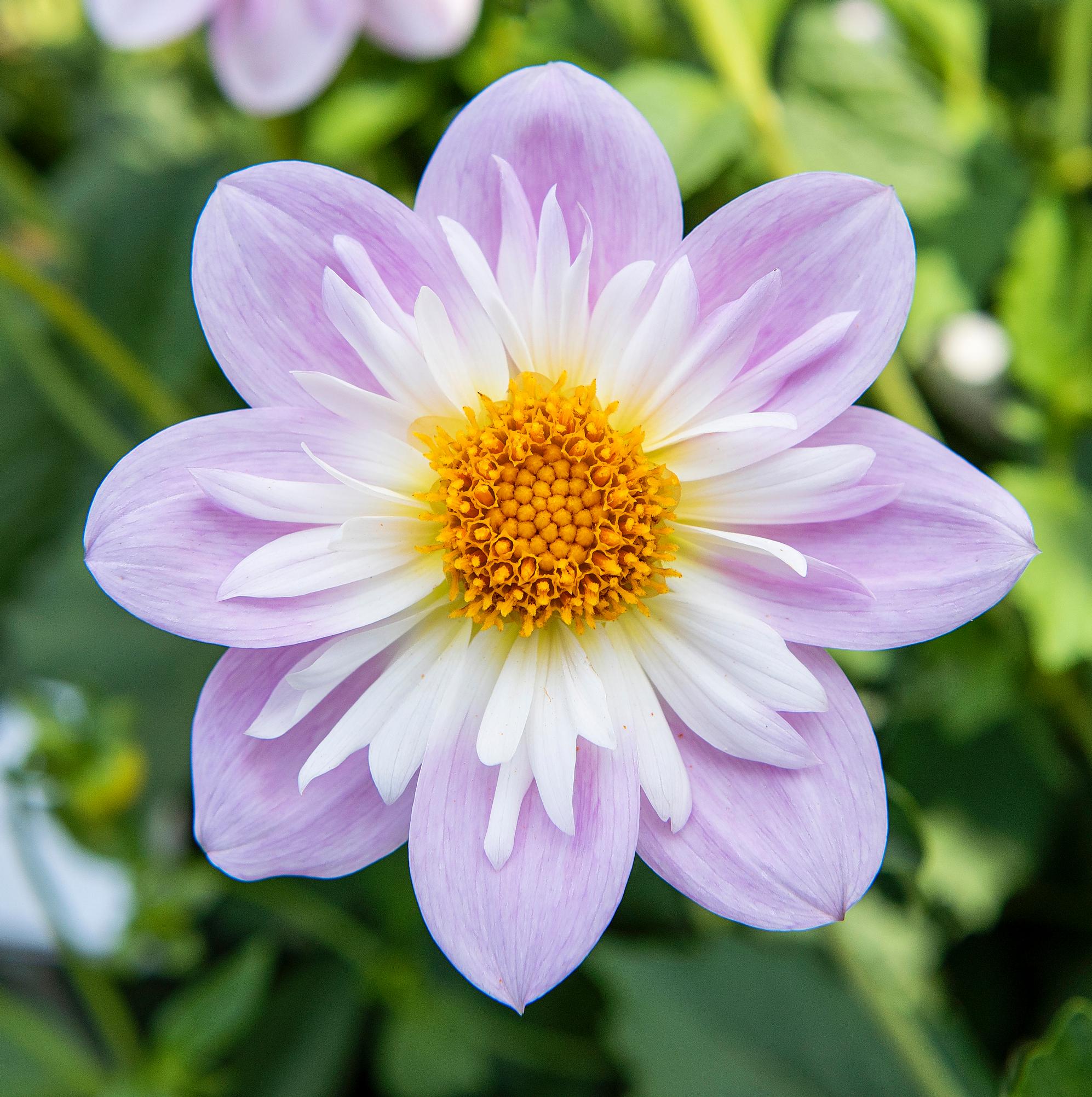 Collar dahlia ‘Teesbrooke Audrey’