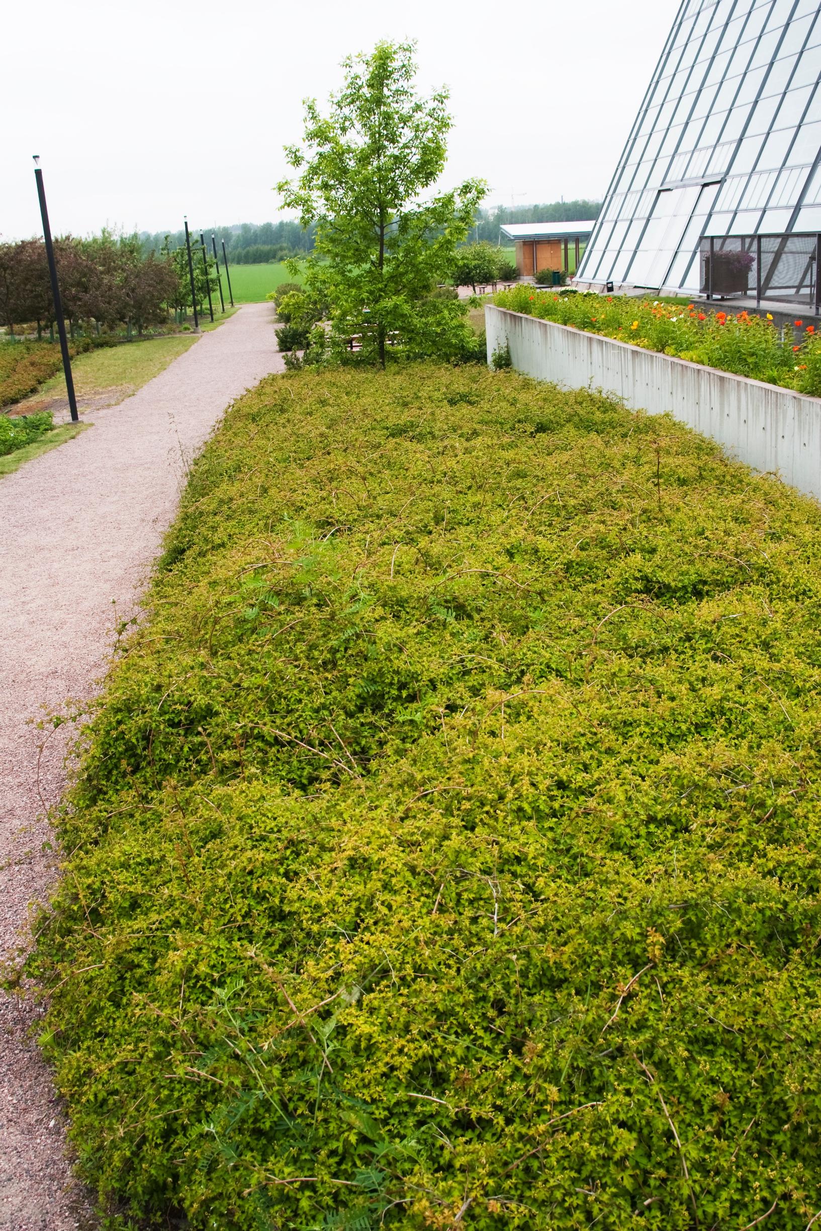 ground cover plants: Cutleaf stephanandra