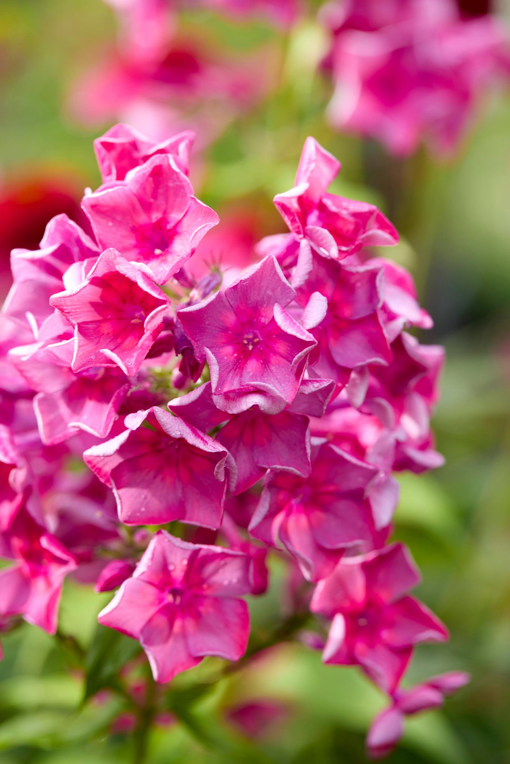 fall phlox varieties