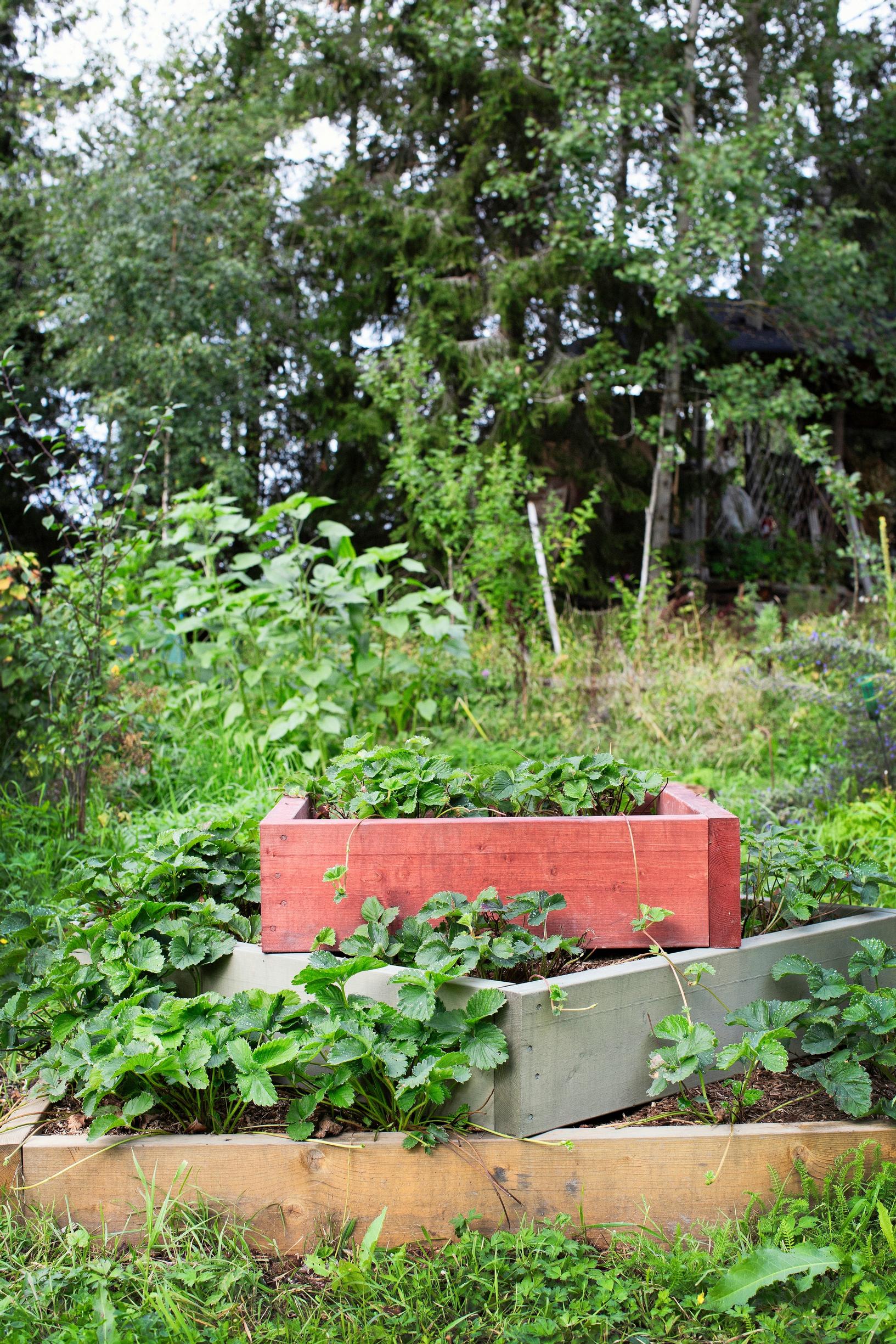 Strawberry bed