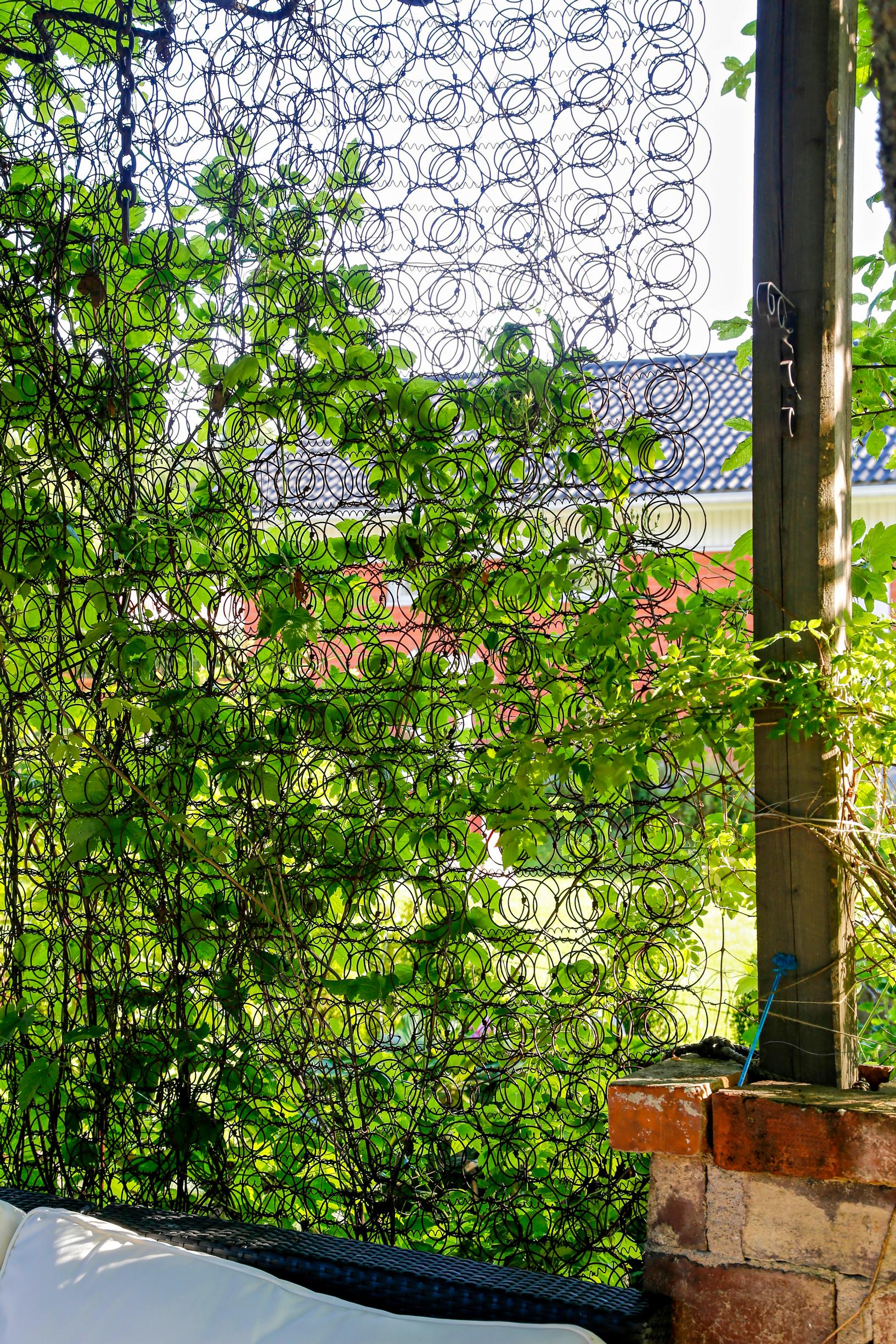 Privacy screen for the terrace: climbing trellis made from mattress springs