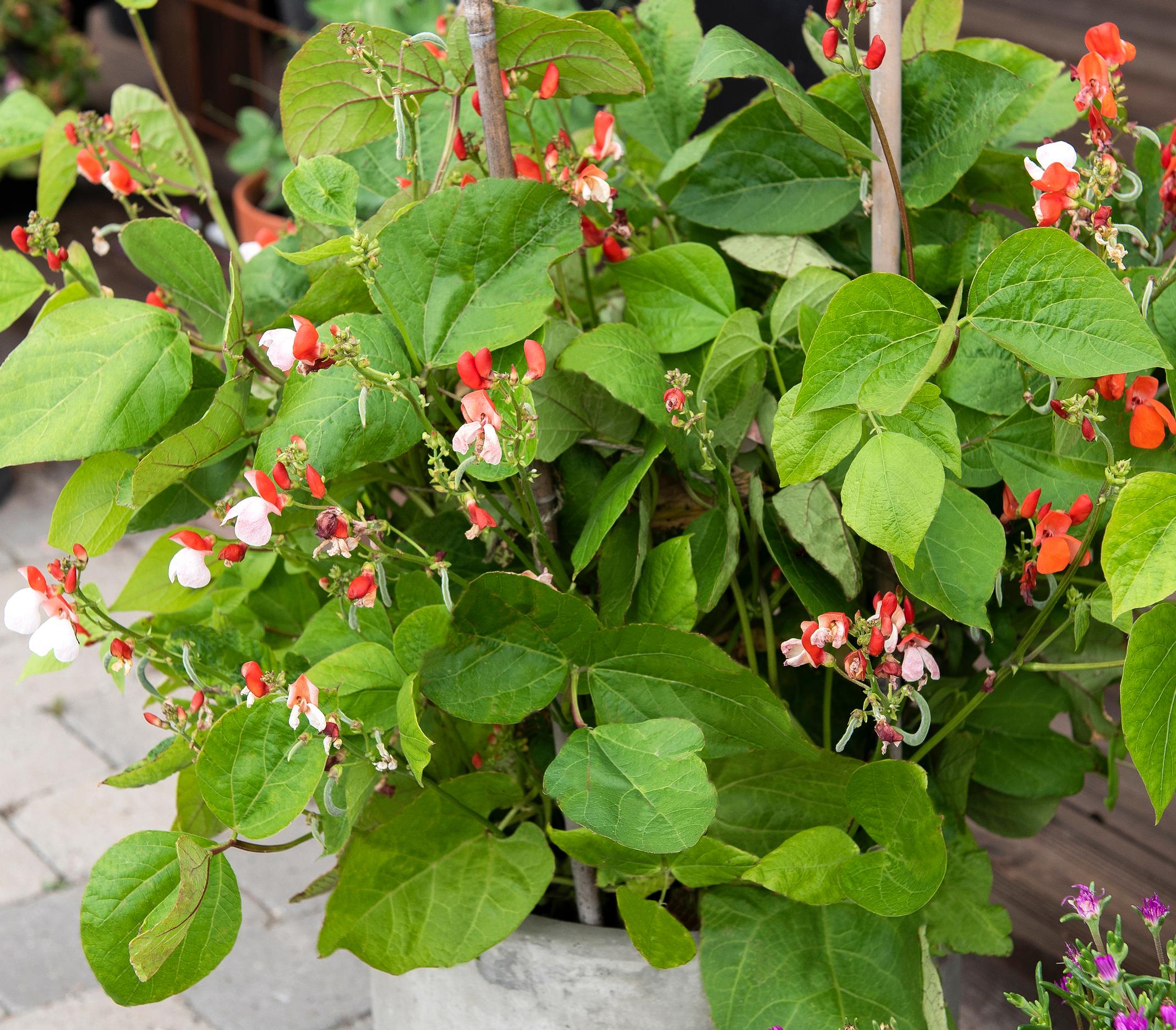Bean varieties: runner bean ’Hestia’