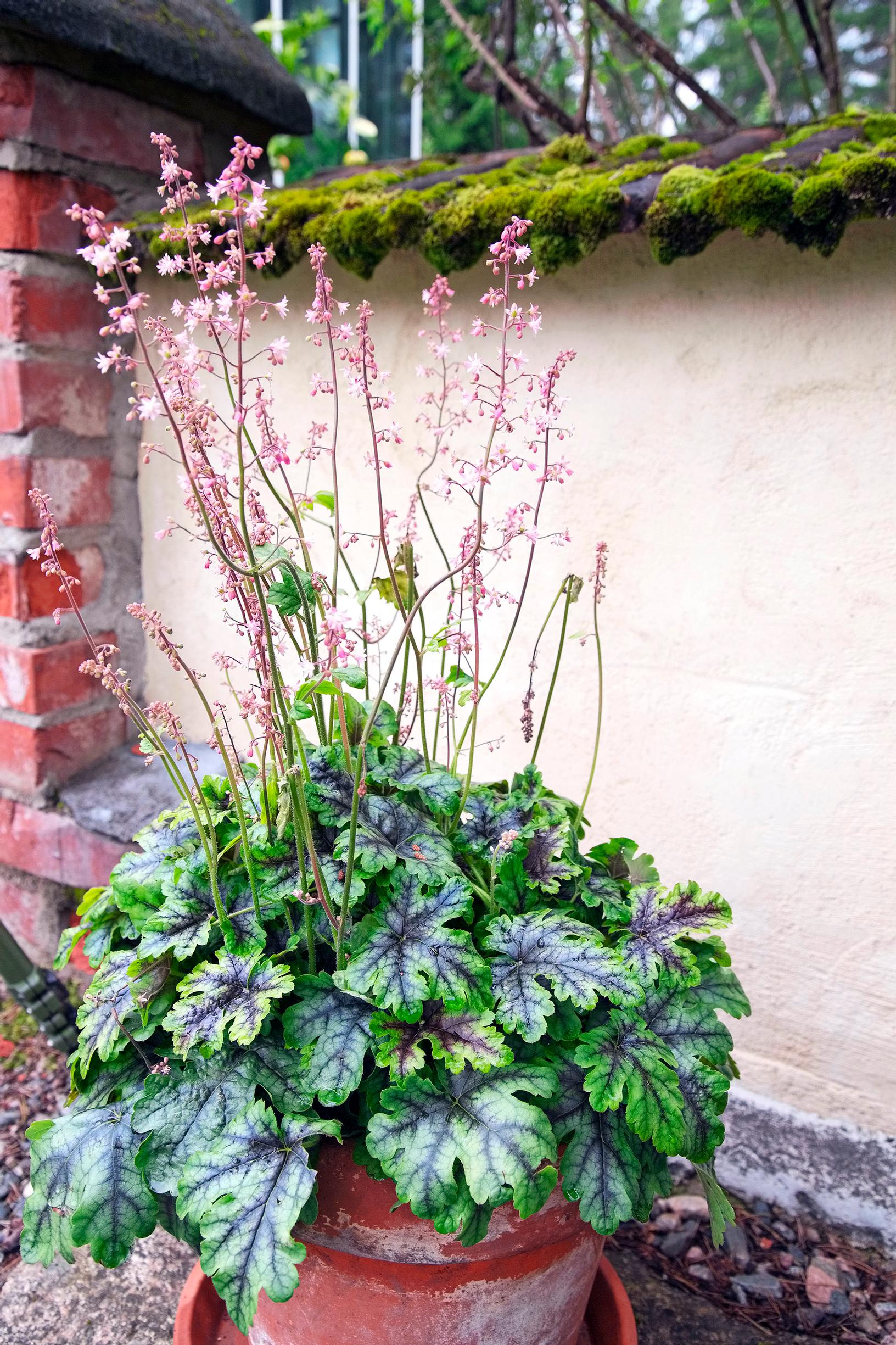 Coral bells planted in a pot