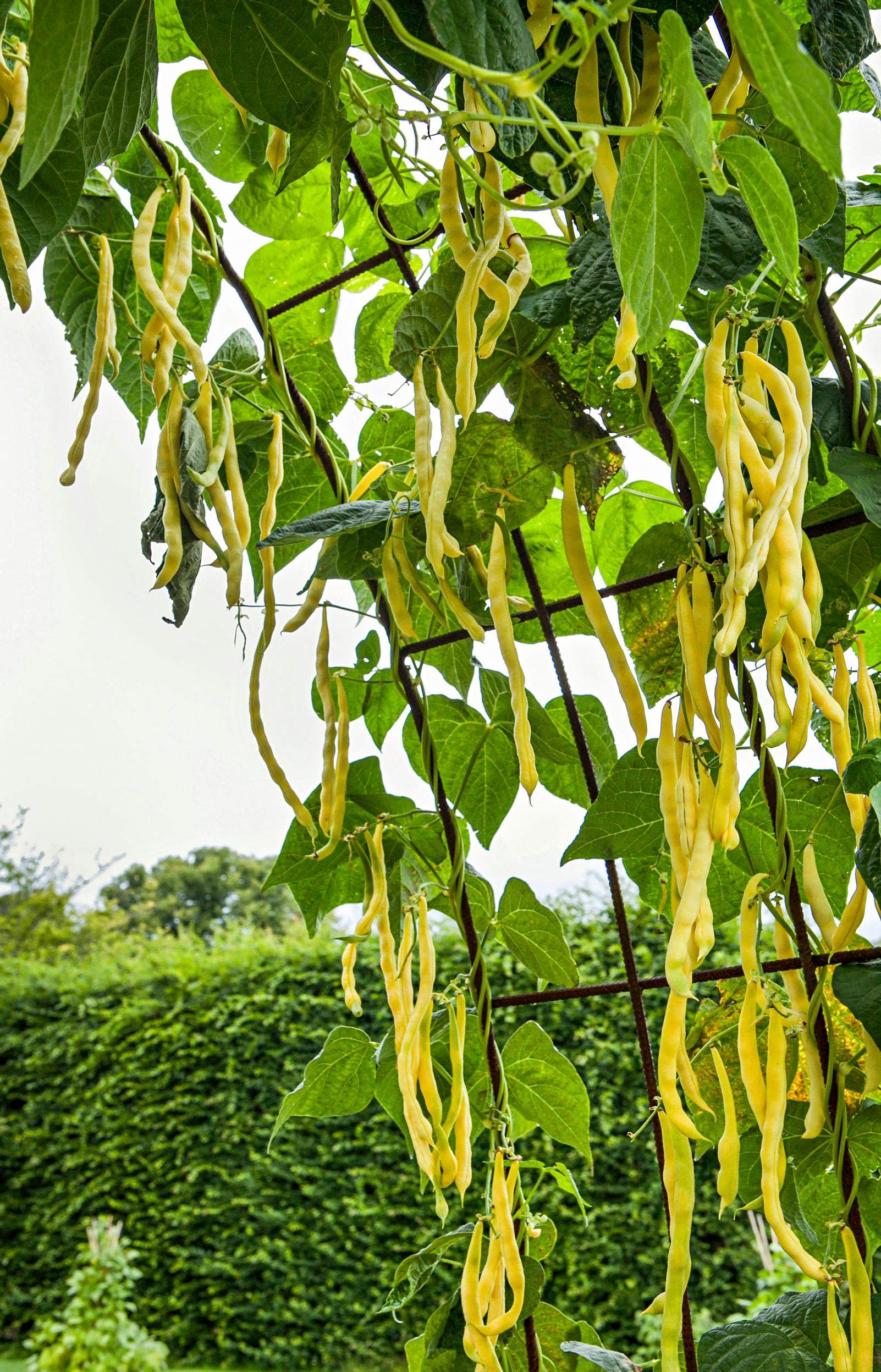 kitchen garden at the cottage: beans on a trellis arch