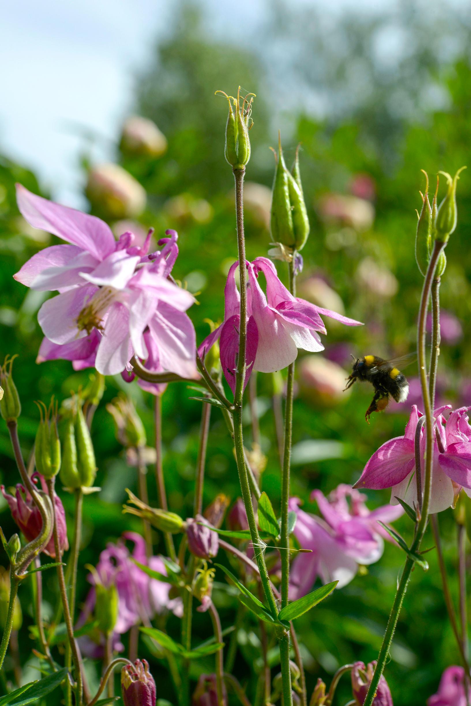 There are many species and varieties of columbine.