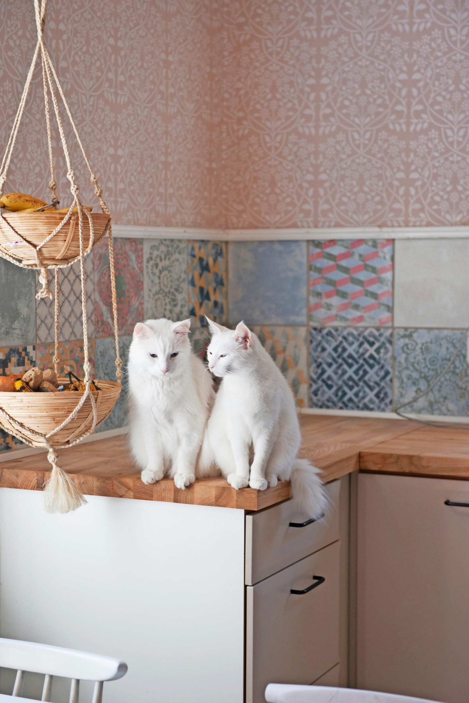 White cats sitting on the kitchen counter