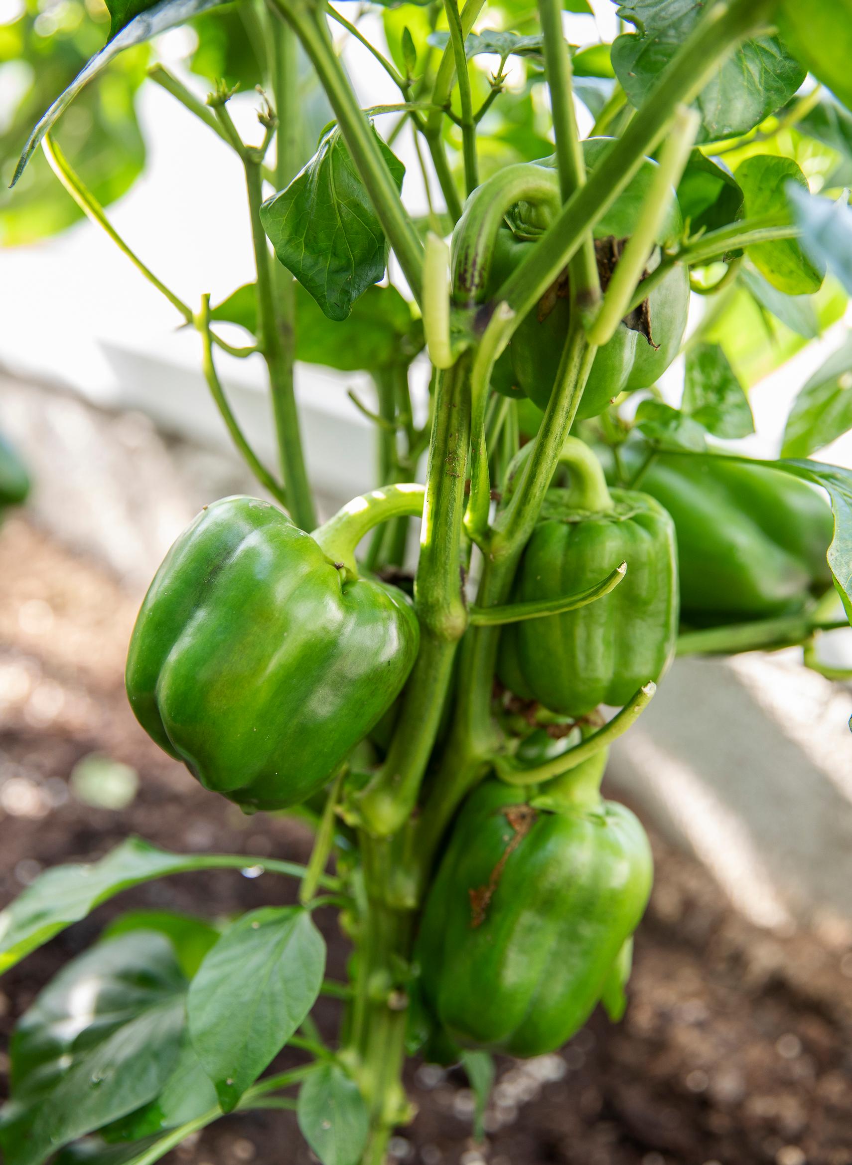 A pepper plant in a pot inside a greenhouse