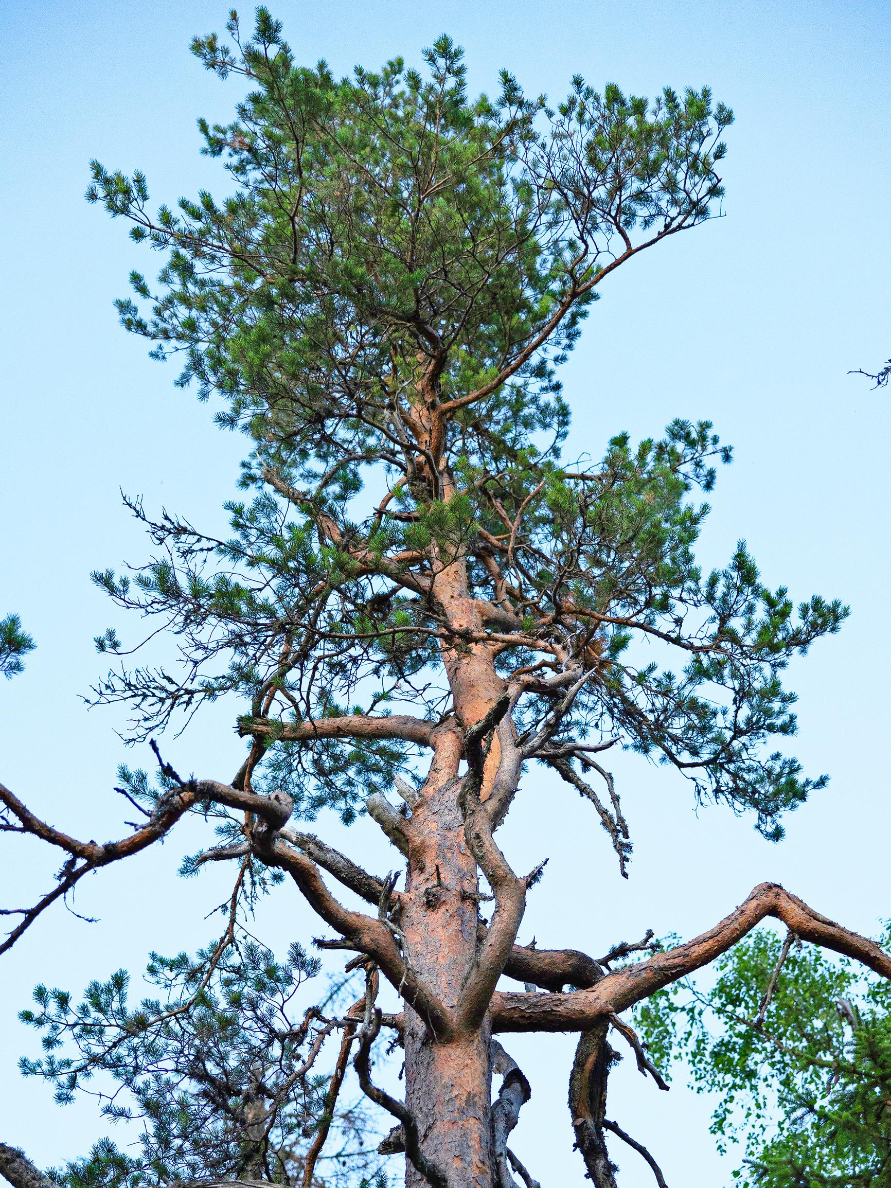 The pine tree is one of Finland's most resilient and beloved trees: plant a pine and enjoy year-round greenery