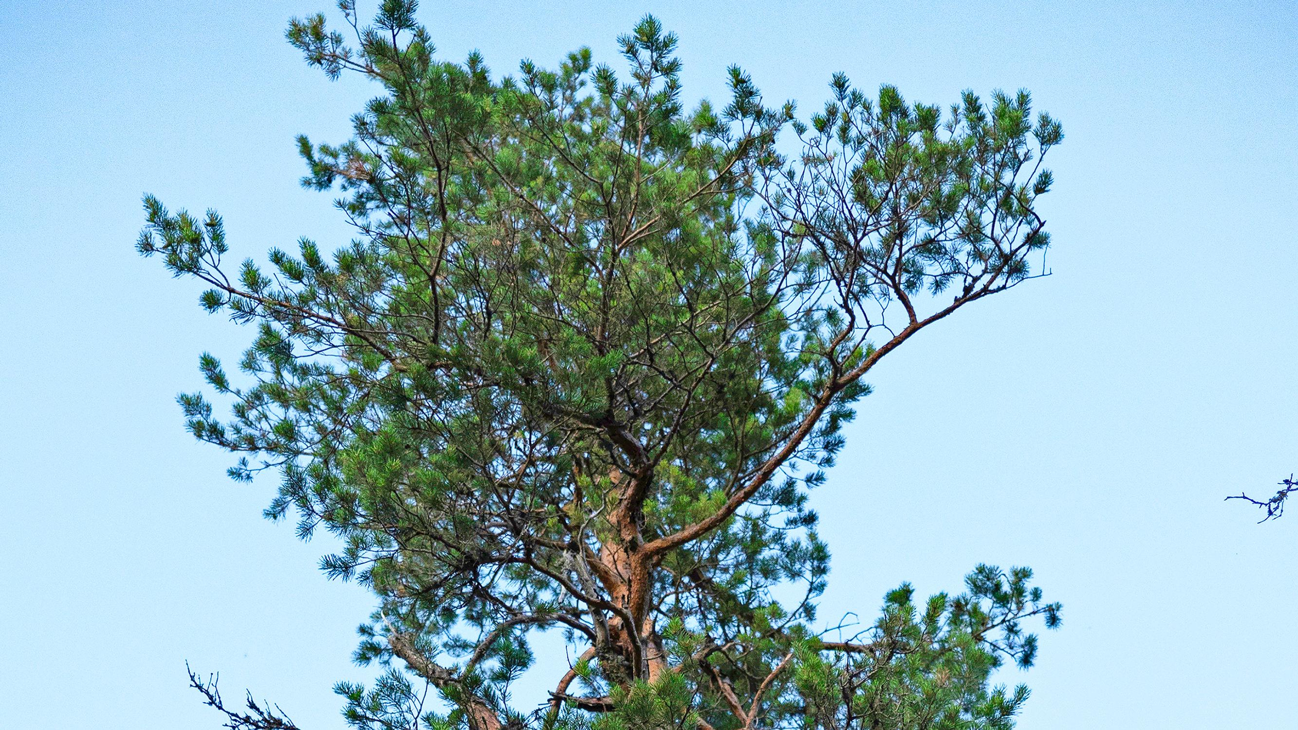 The pine tree is one of Finland's most resilient and beloved trees: plant a pine and enjoy year-round greenery