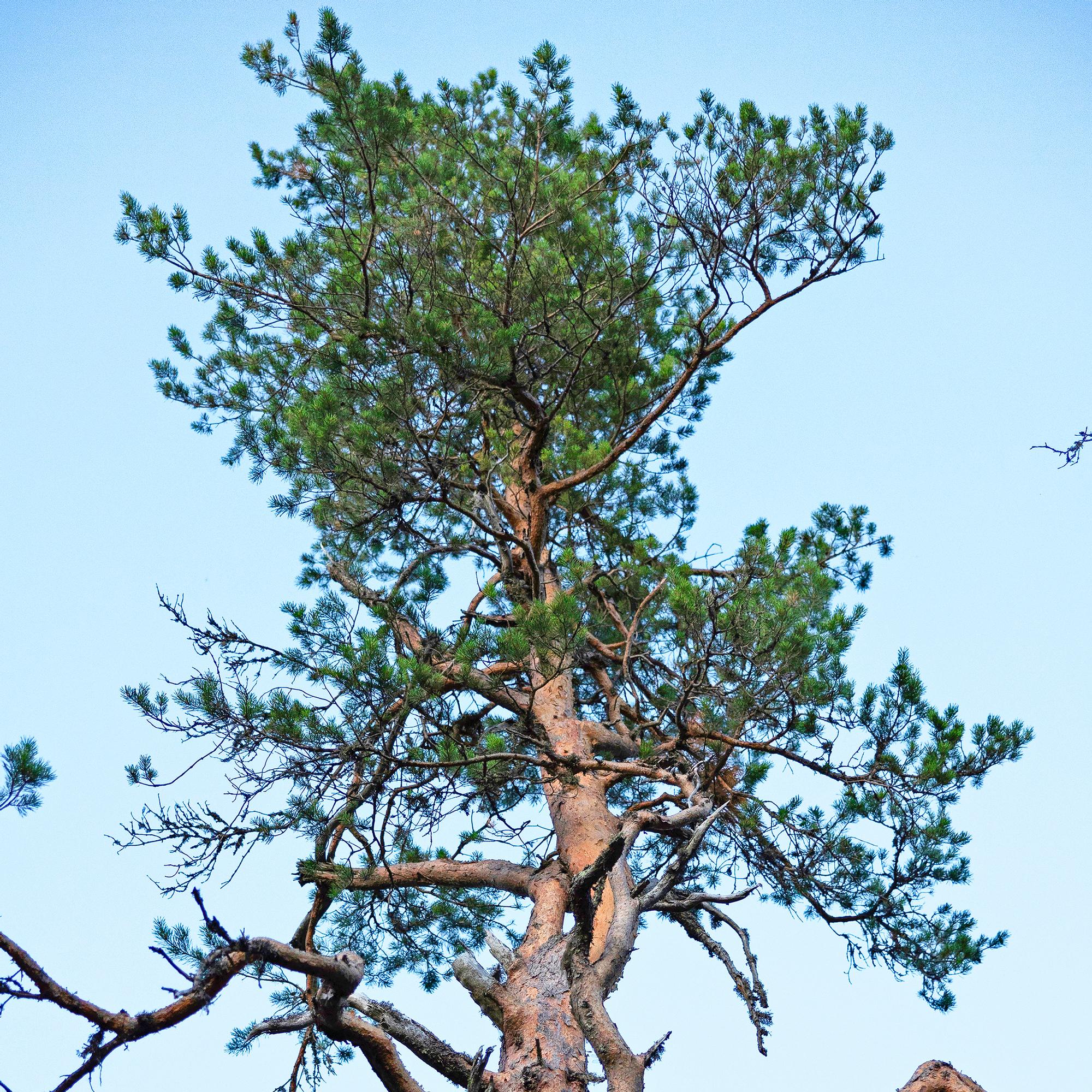 The pine tree is one of Finland's most resilient and beloved trees: plant a pine and enjoy year-round greenery