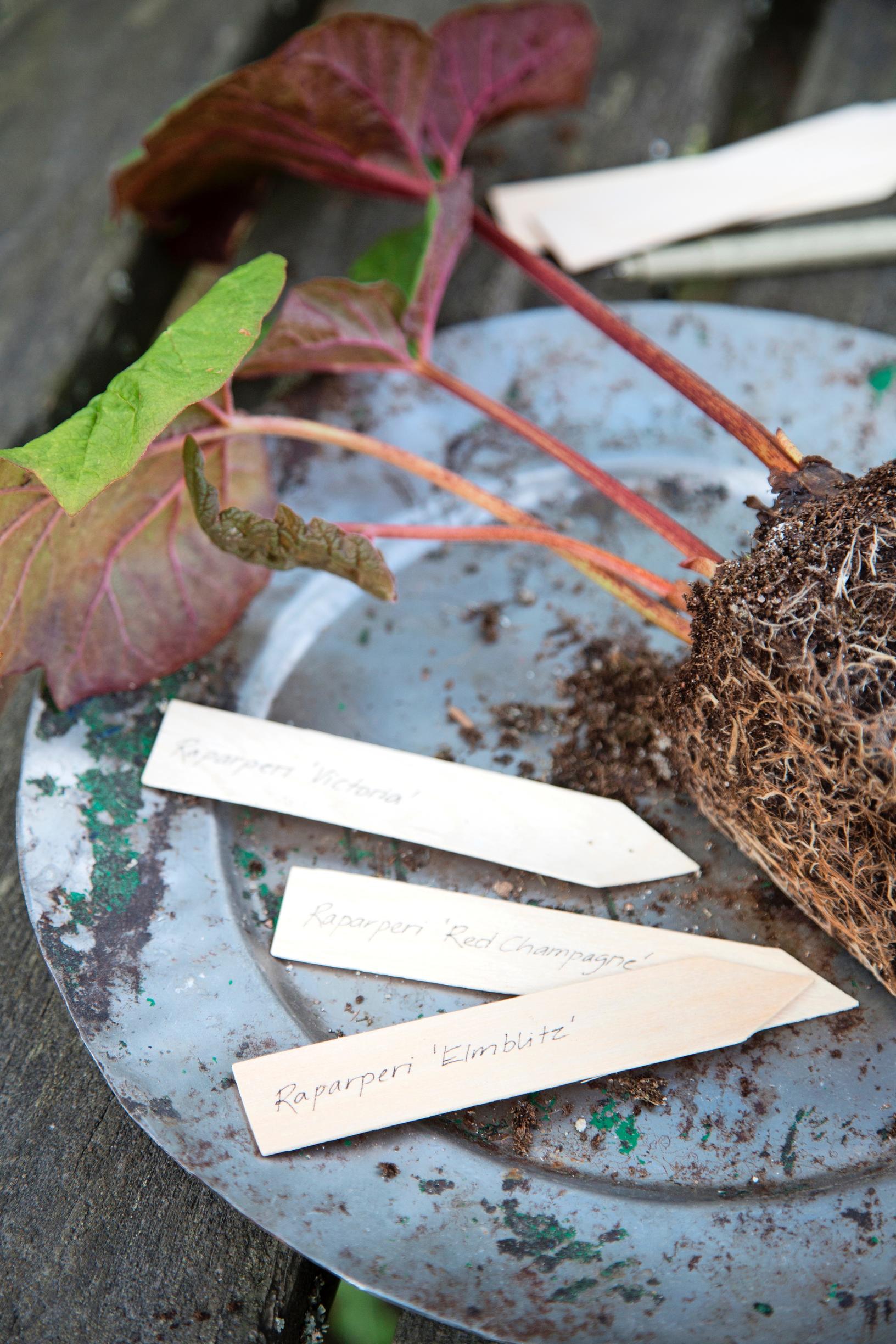 Name tags of different rhubarb varieties
