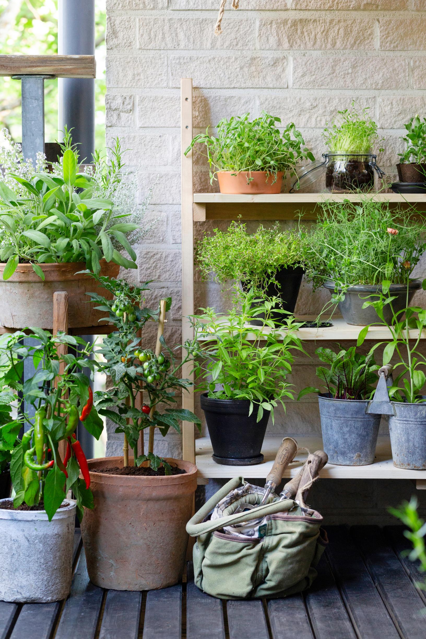 How to become self-sufficient: Herbs and other edible plants in pots on a balcony shelf