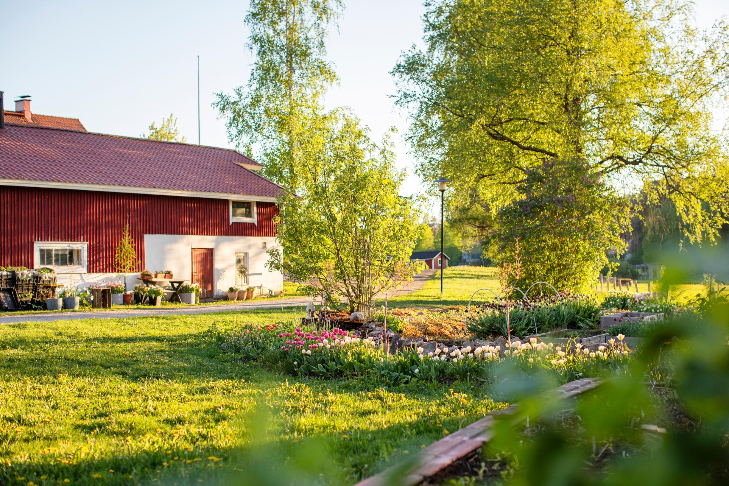 Tulip farming – growing cut tulips: flower beds in front of the barn