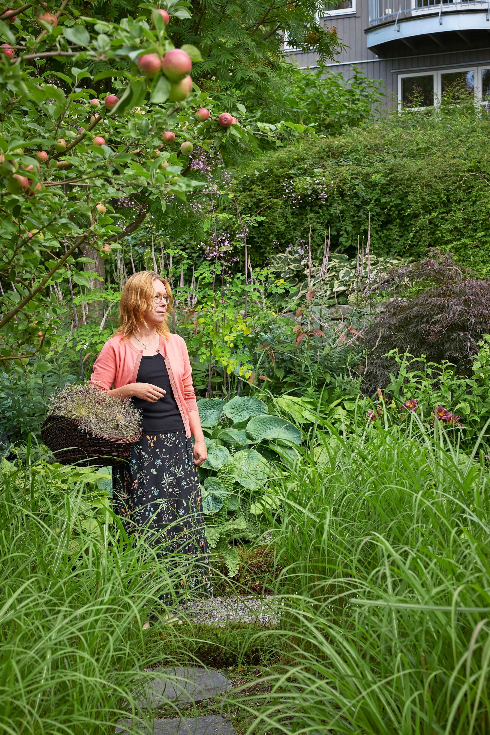 Moosegarden: Johanna uses the dried seed heads of star-of-Persia for decoration.
