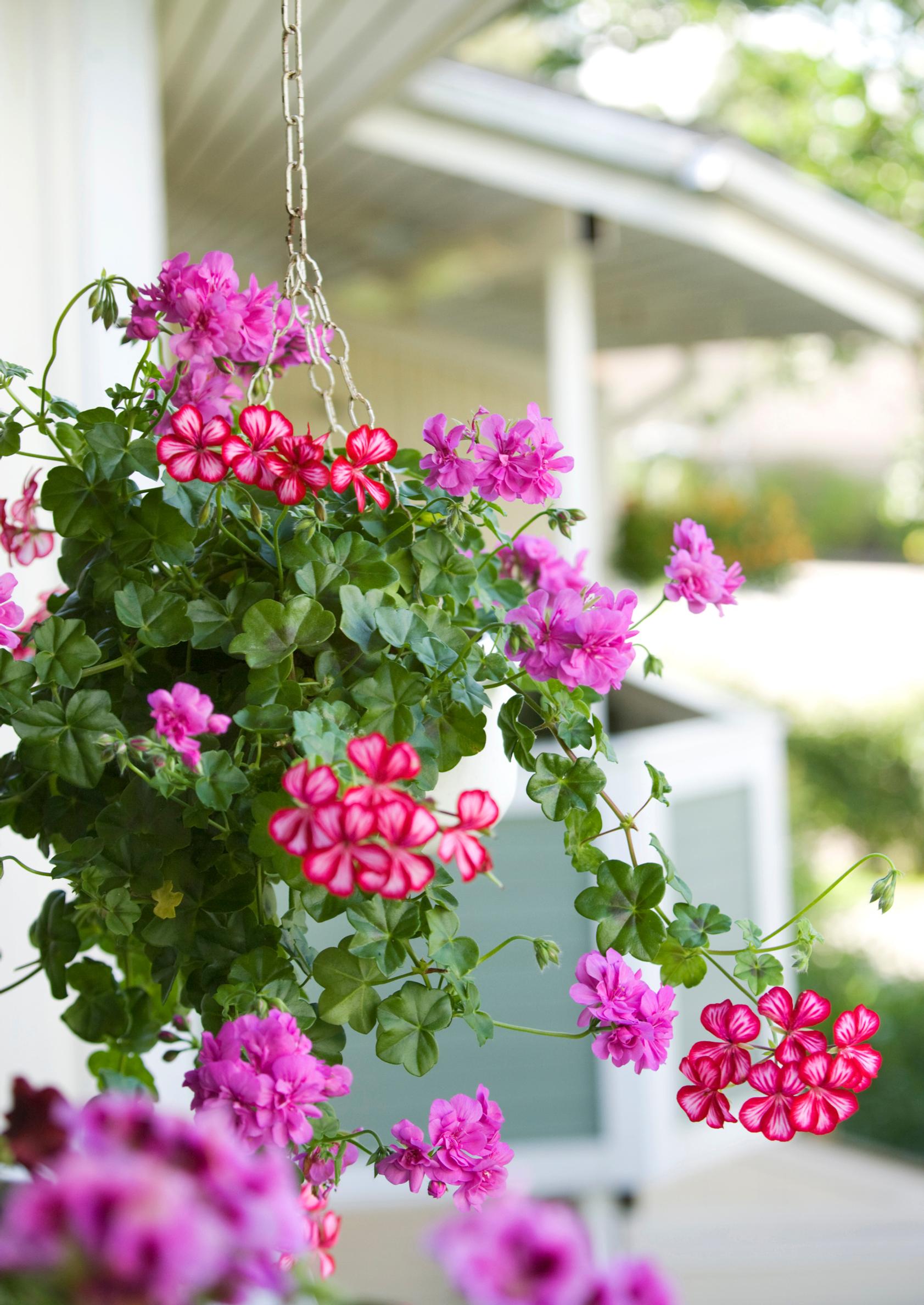 hanging basket flowers: pelargoniums
