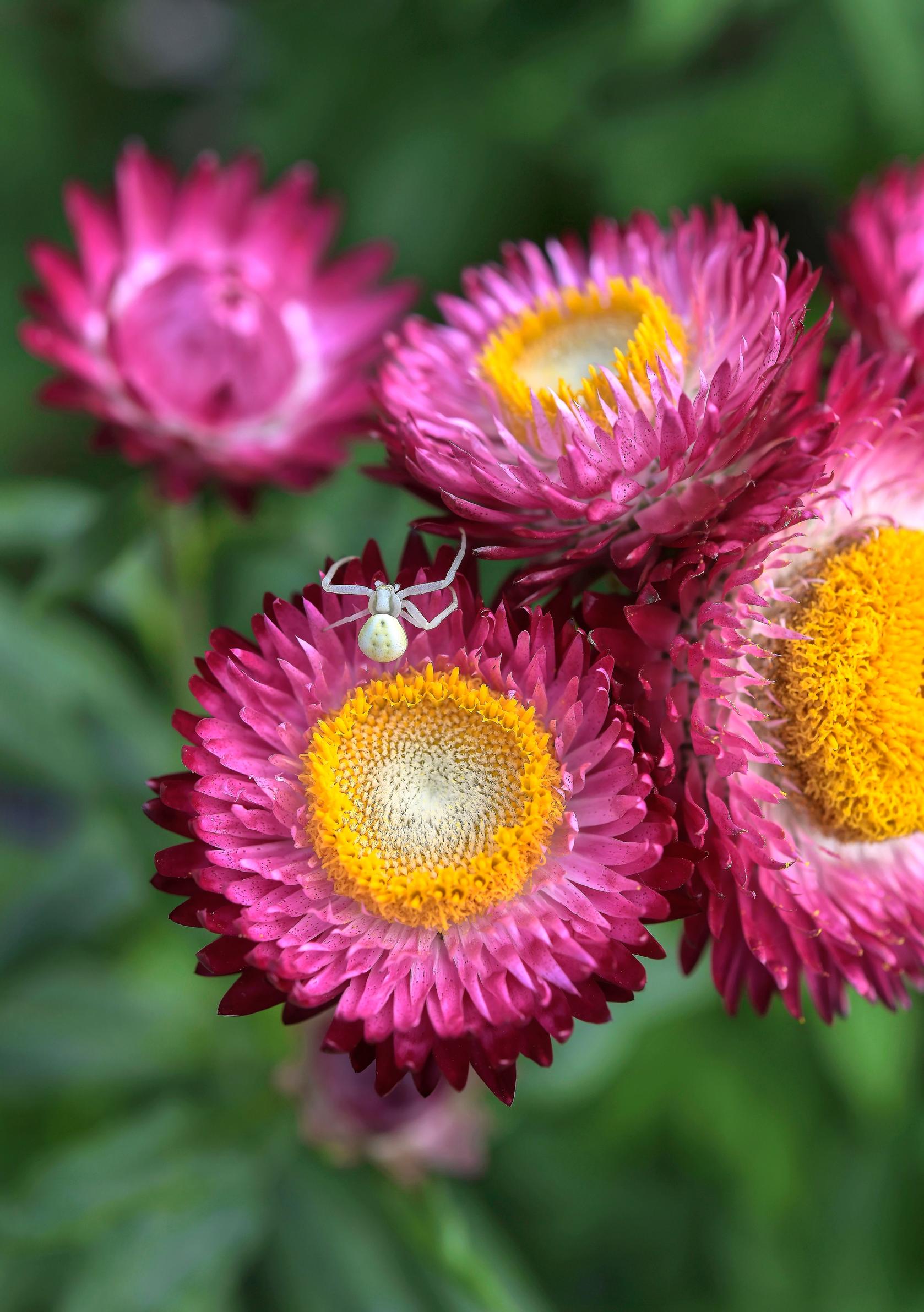 Garden with insects: Flower crab spider on a strawflower.