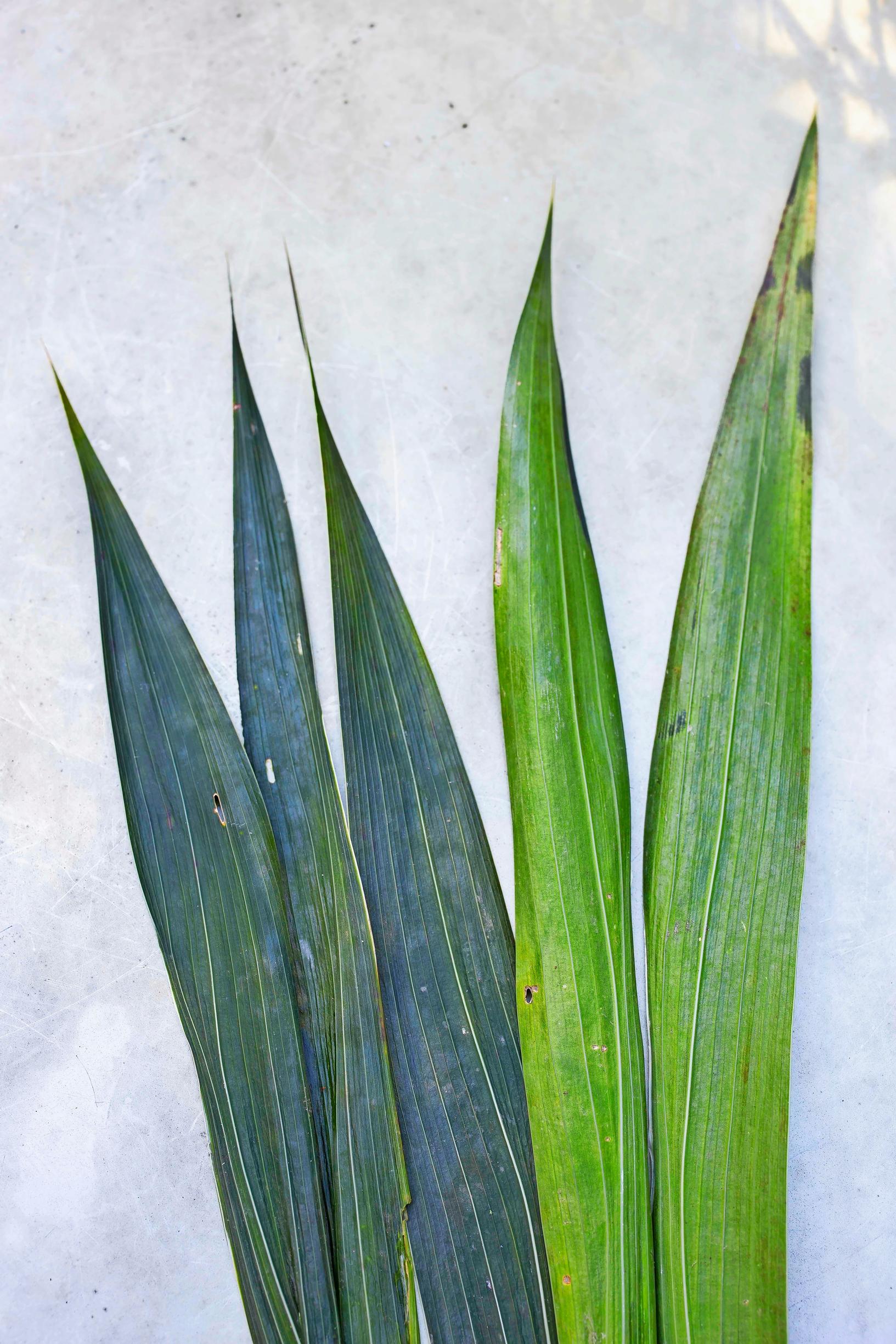 Overwintering gladiolus corms
