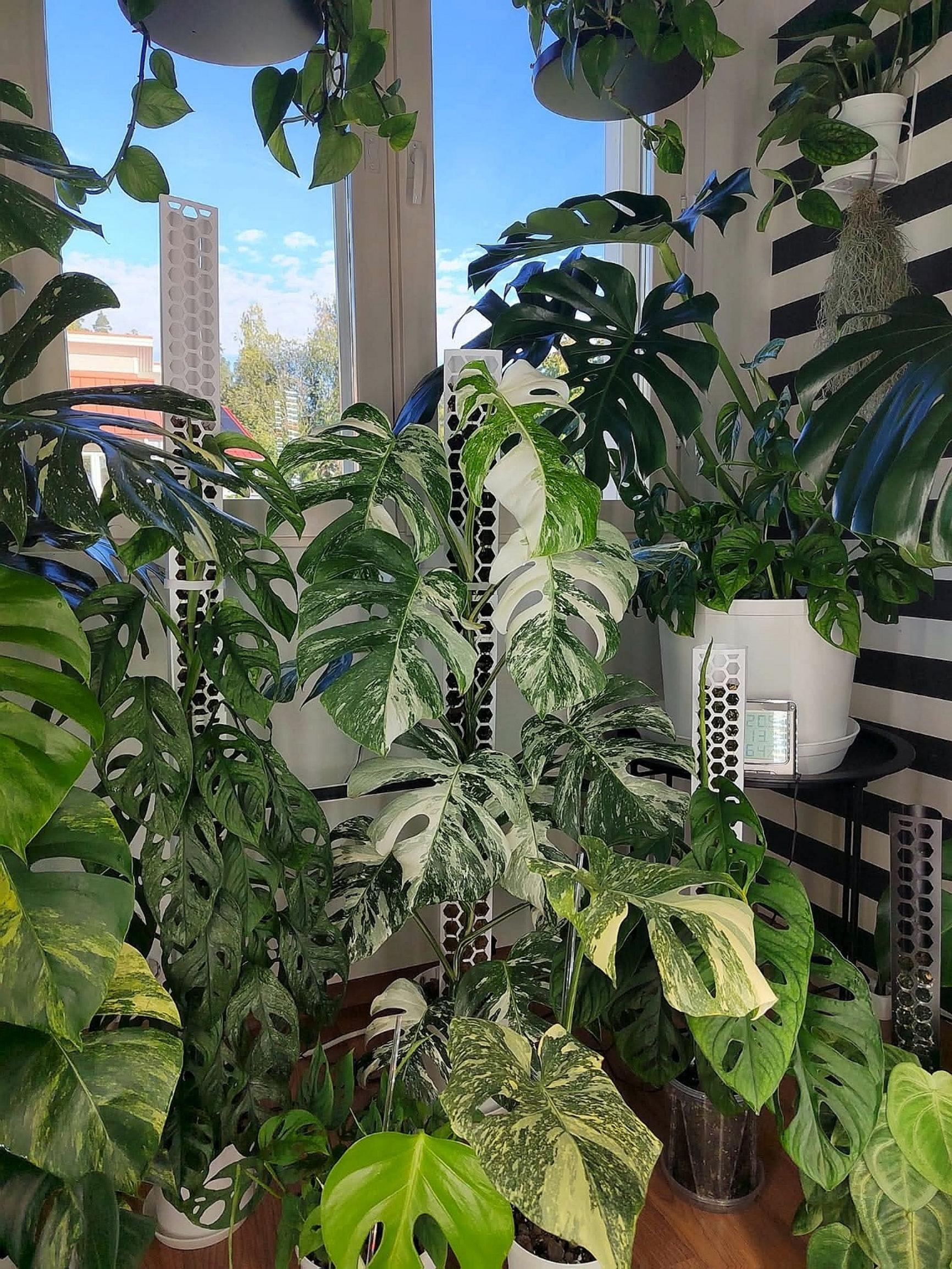 Monstera Albo Variegata with white and green variegated leaves growing among other monsteras.