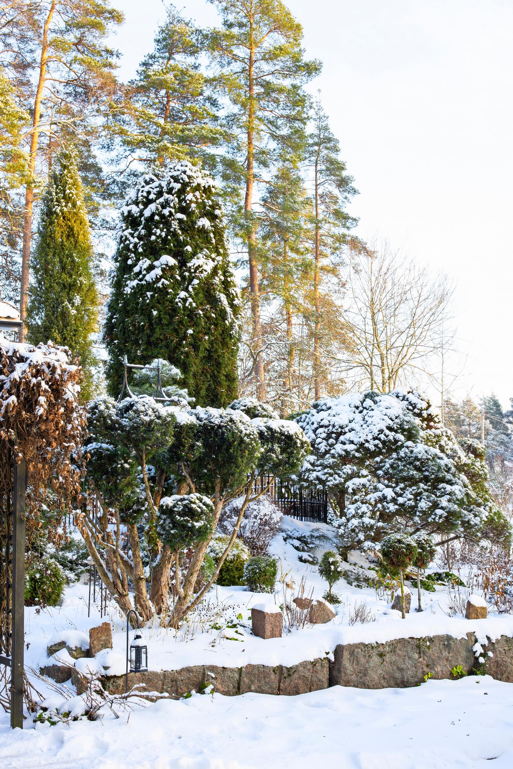 Massive stone slabs were used in the terracing of the slope. In the front left: yew.