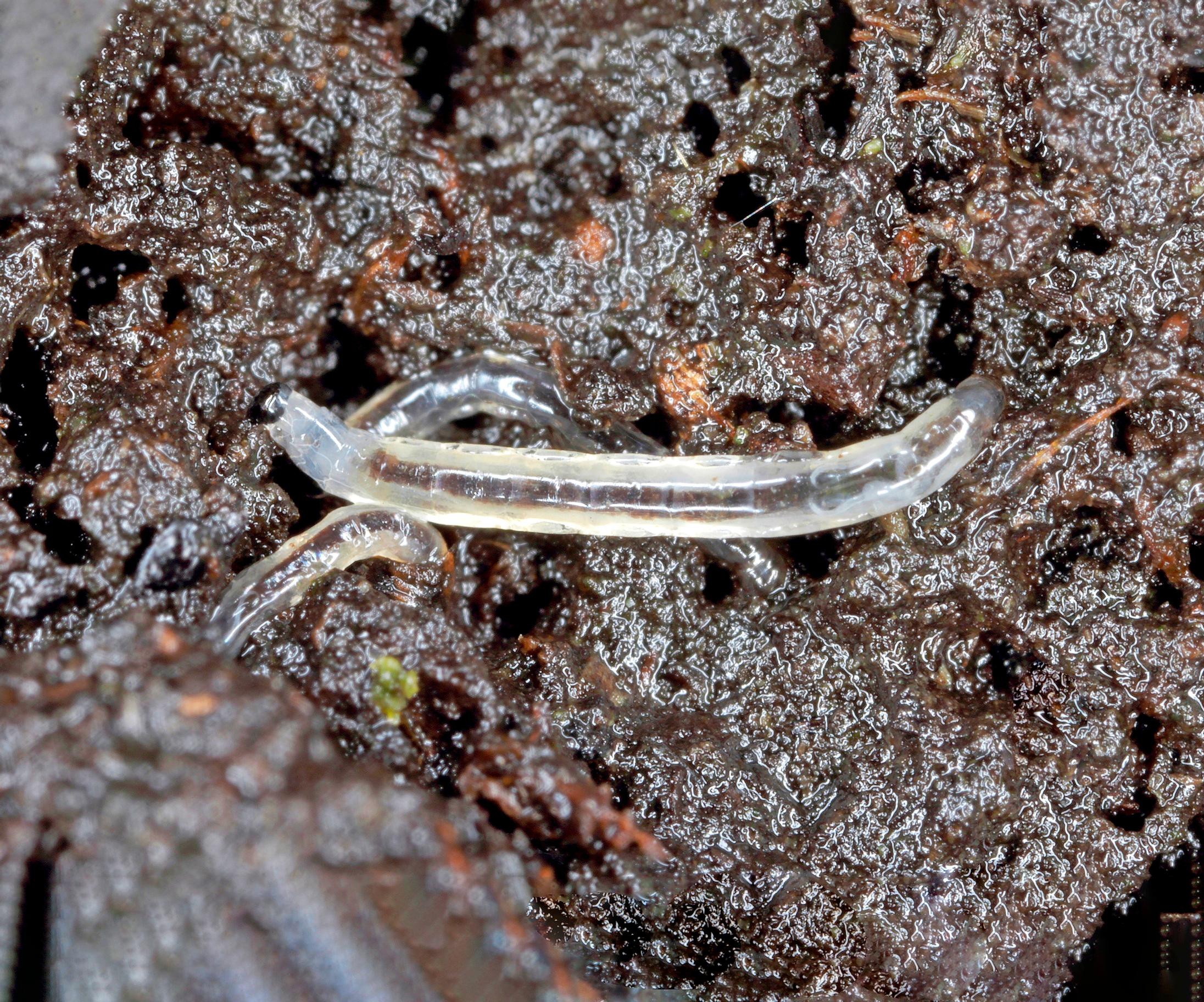 Fungus gnat larva.