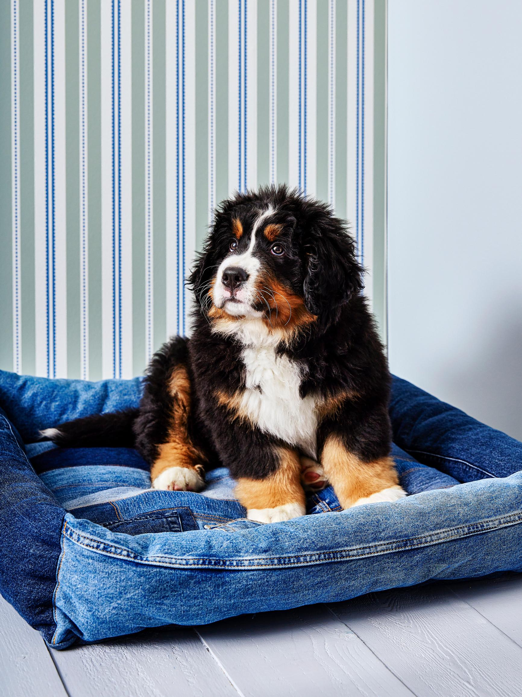 Sew a cozy dog bed from old jeans and hide a sweet surprise in the back pockets
