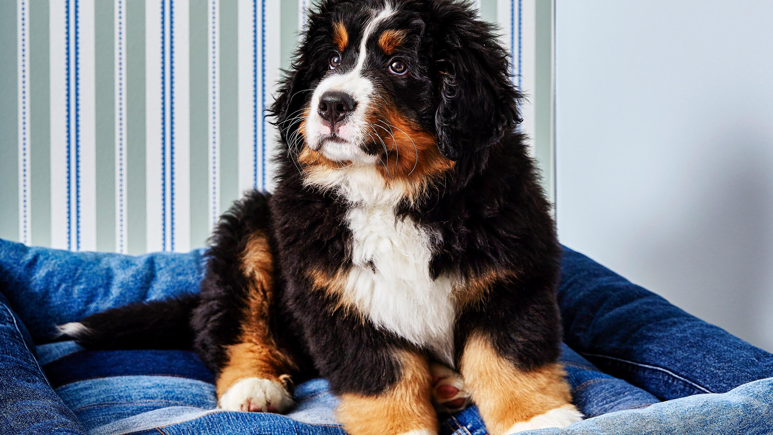 Sew a cozy dog bed from old jeans and hide a sweet surprise in the back pockets