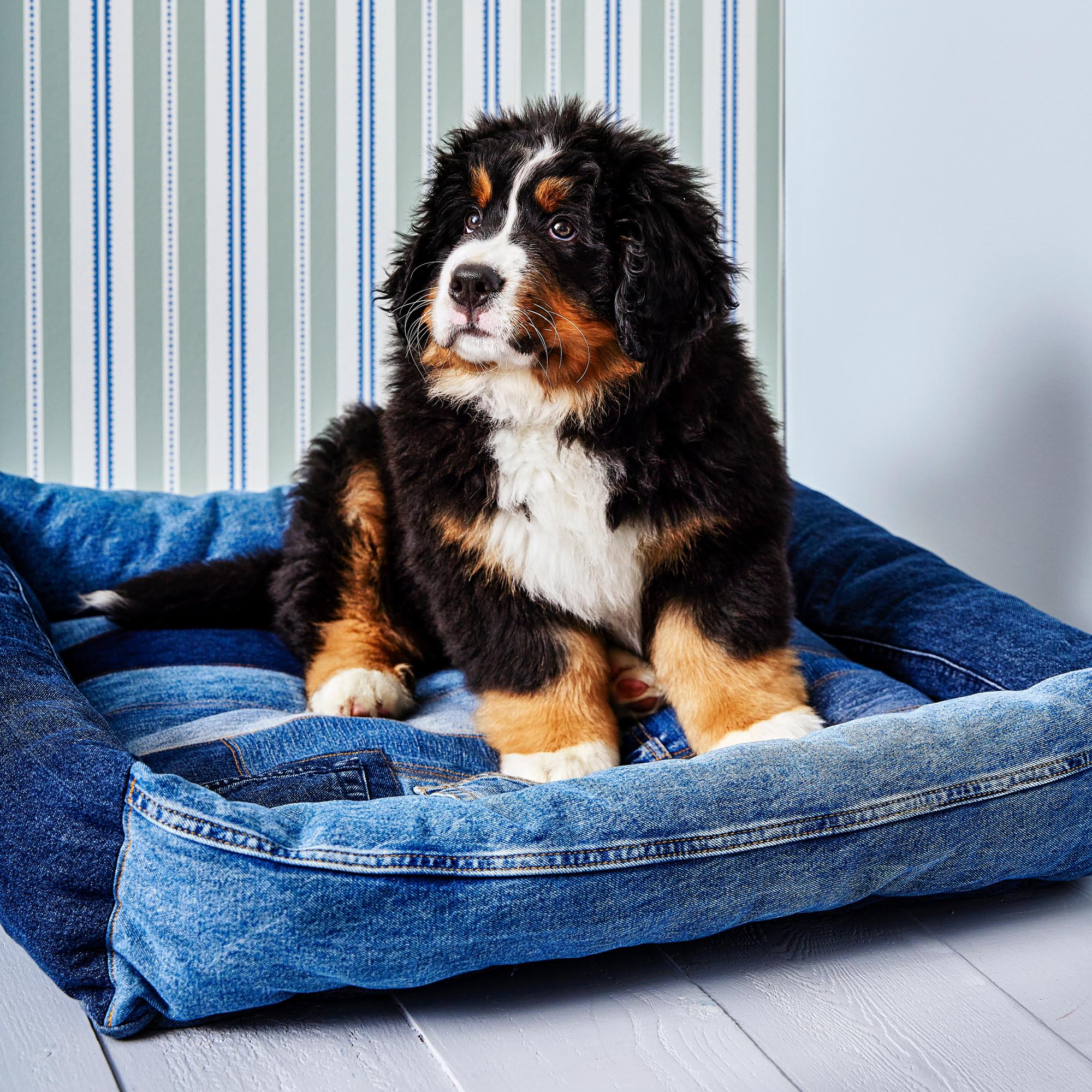 Sew a cozy dog bed from old jeans and hide a sweet surprise in the back pockets
