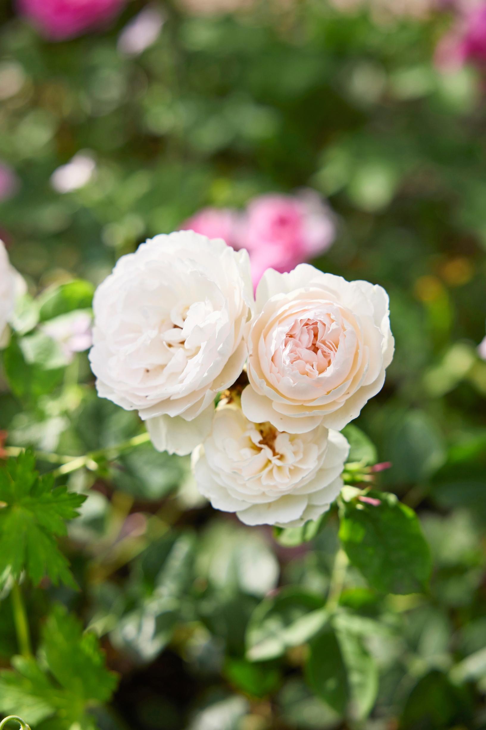 The David Austin rose ‘Gentle Hermione’ grows to about 120 centimeters.