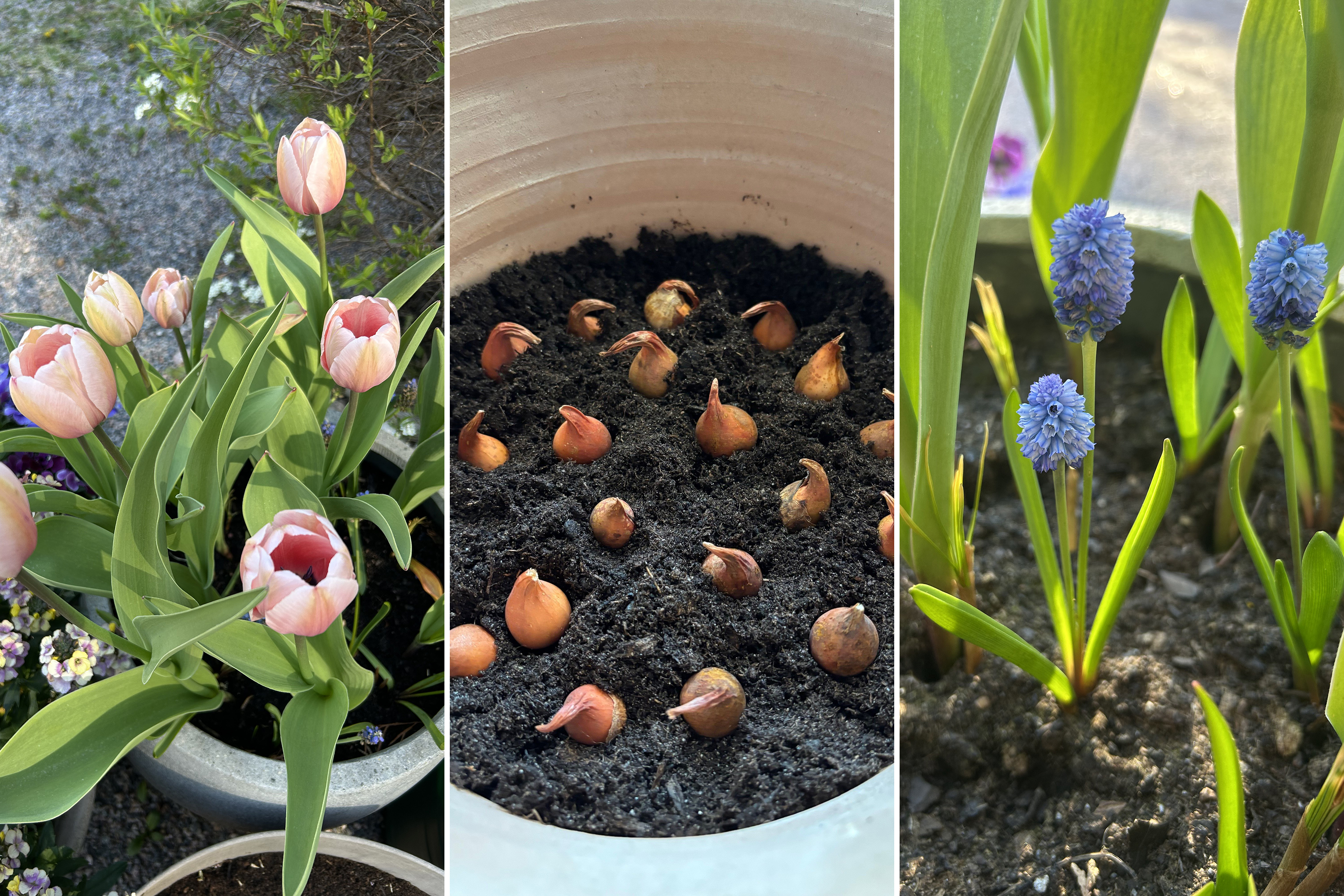 We tested: bulb flowers in a pot | Kotona Living