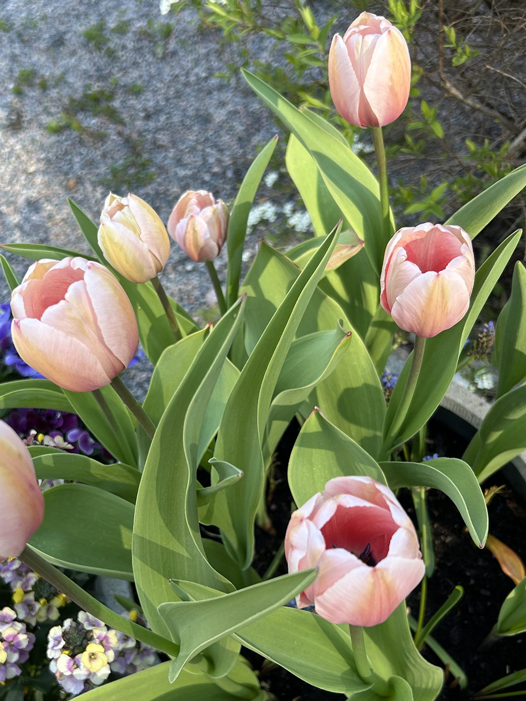 Outdoors, balcony, or storage: we tested three ways to overwinter bulb flowers in pots—here’s what happened