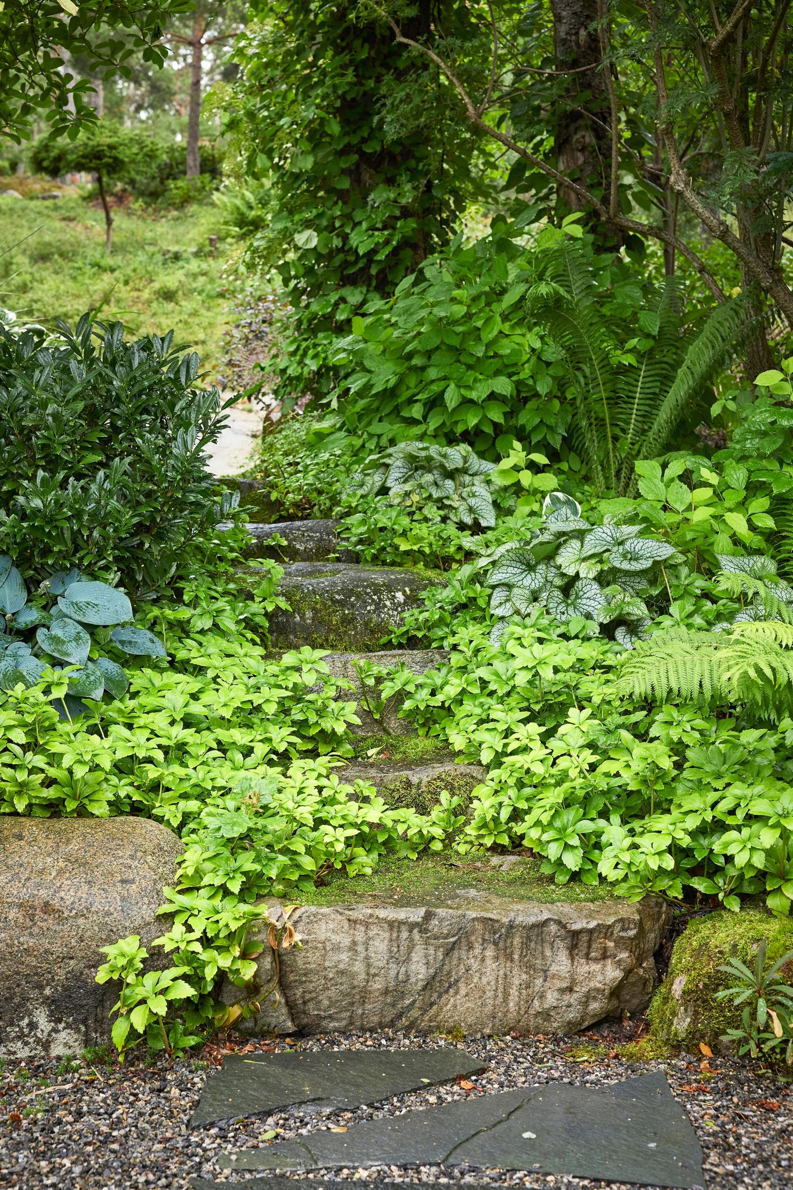 Moosegarden: the stone steps are flanked by ‘Green Carpet’ pachysandra, ‘Jack Frost’ Siberian bugloss, and ‘Gajo’ cherry laurel.