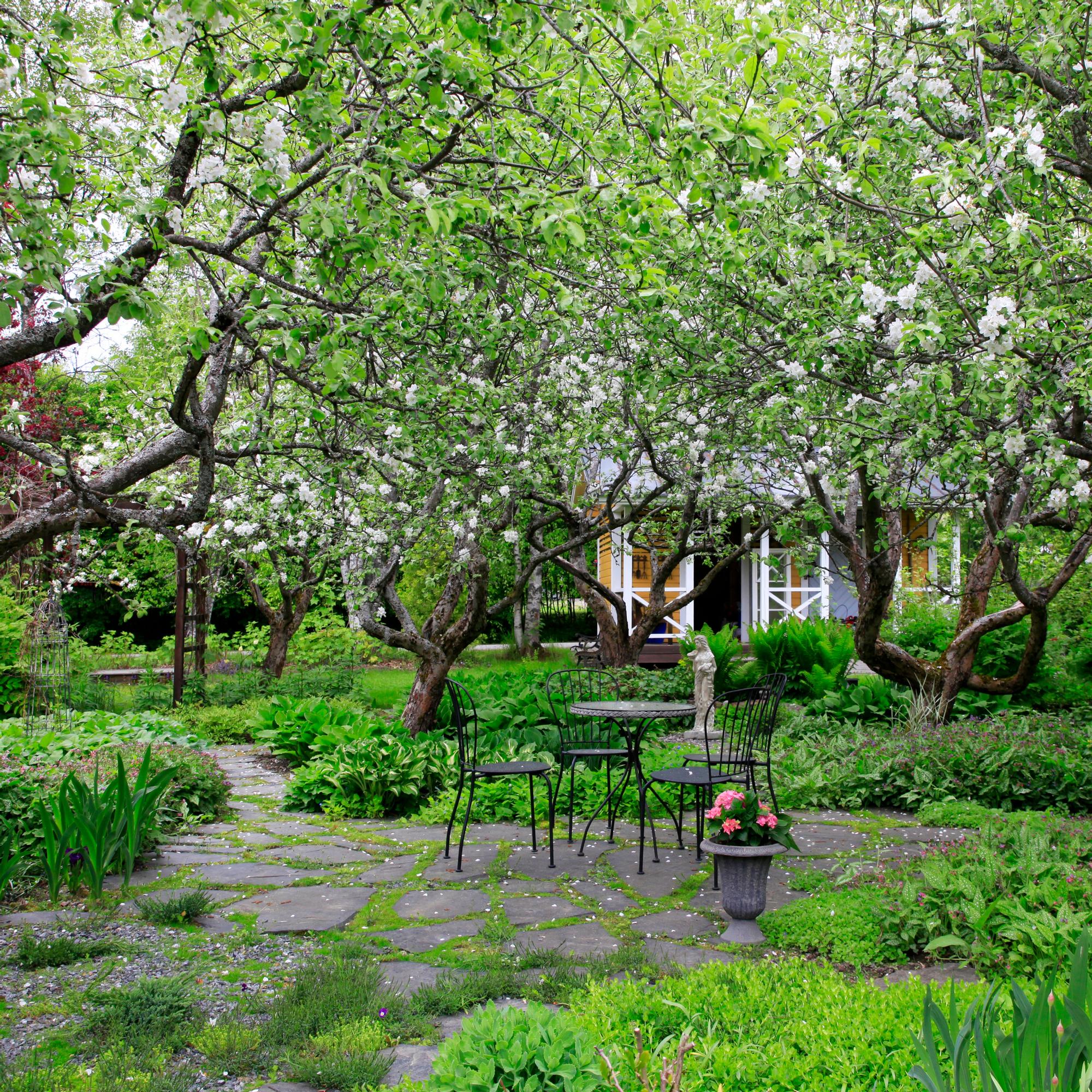An orchard overrun by couch grass was brought back into bloom