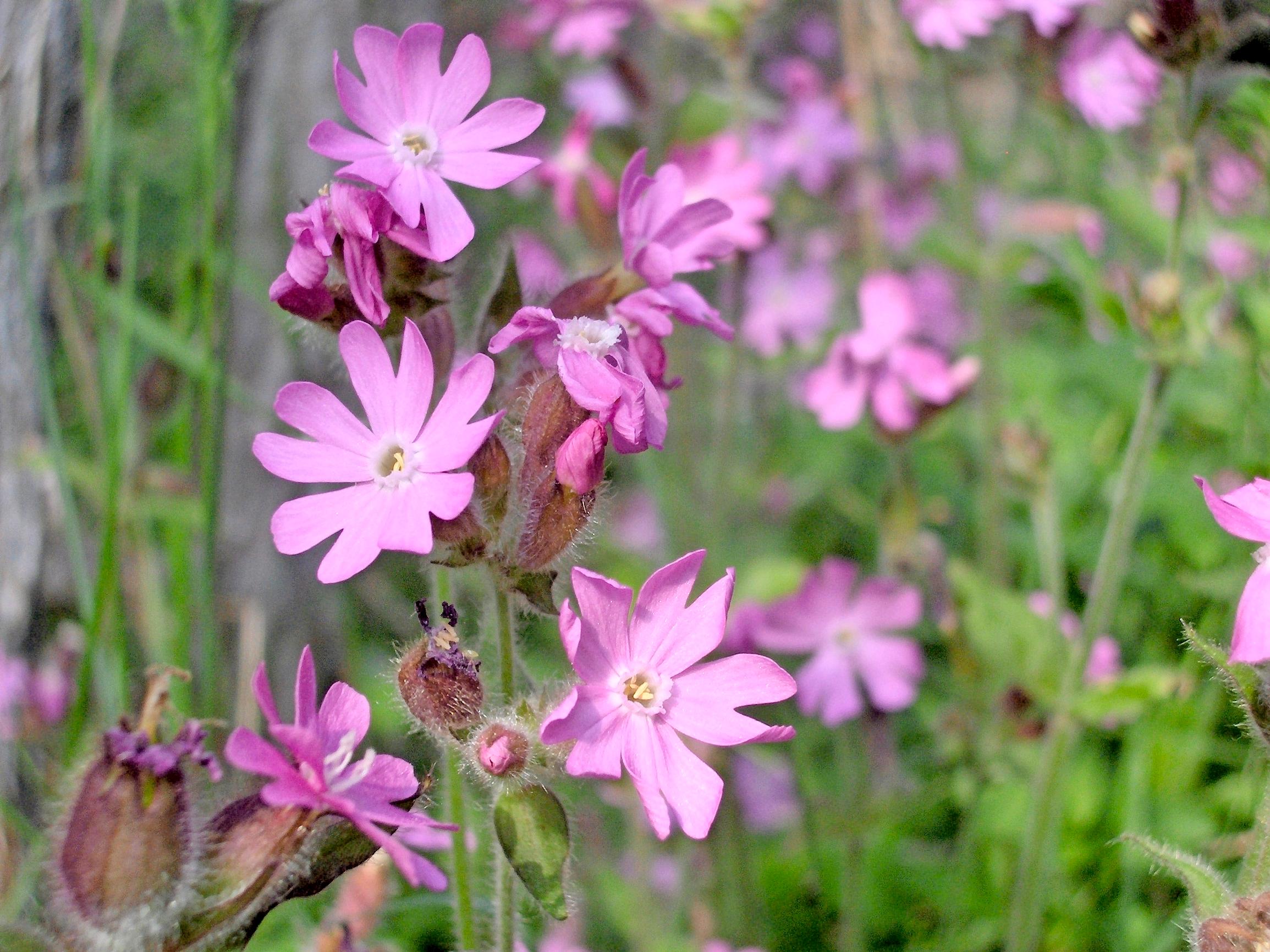 Purple loosestrife, marsh marigold, and other top plants for damp meadows