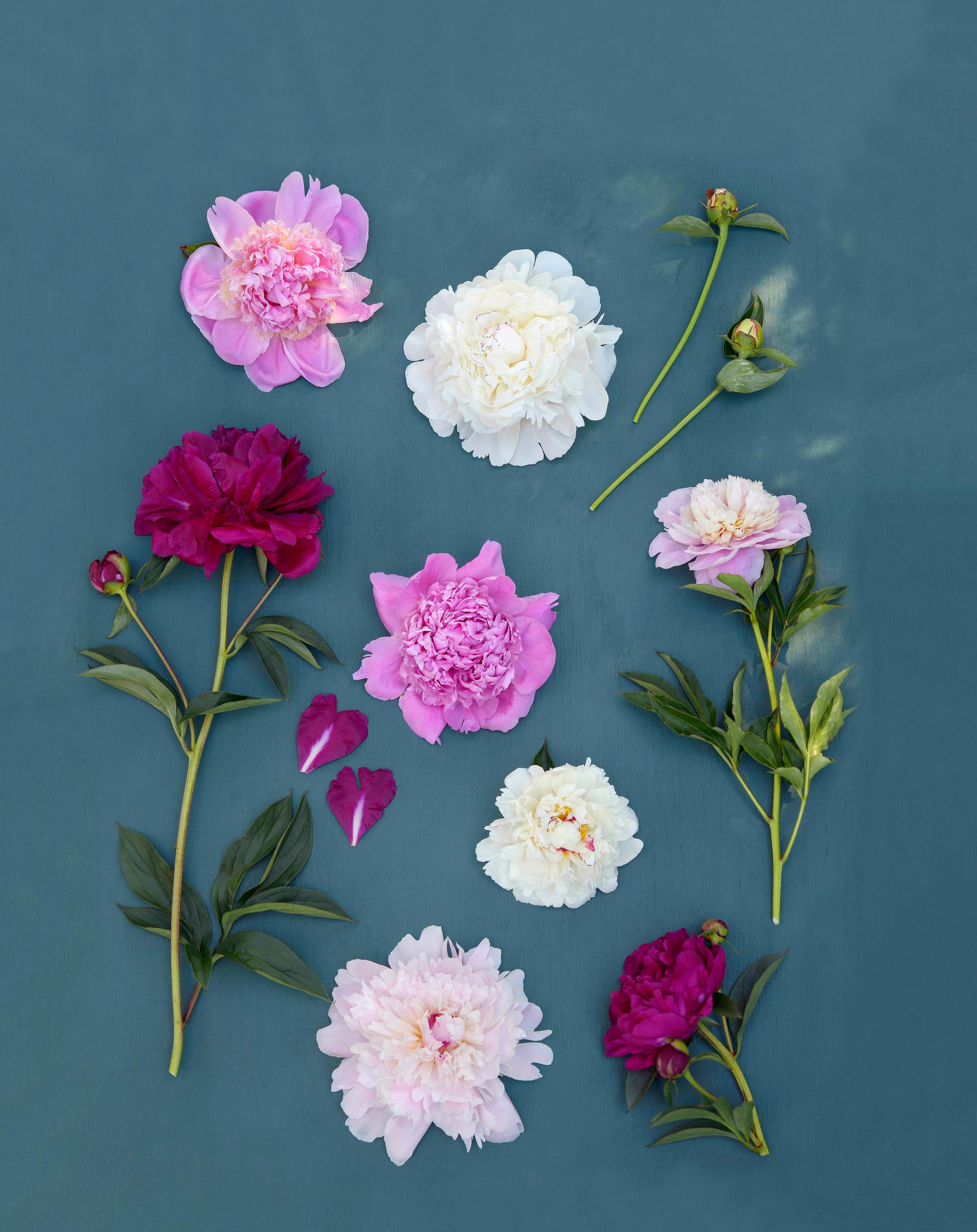 Easy grow perennial flowers