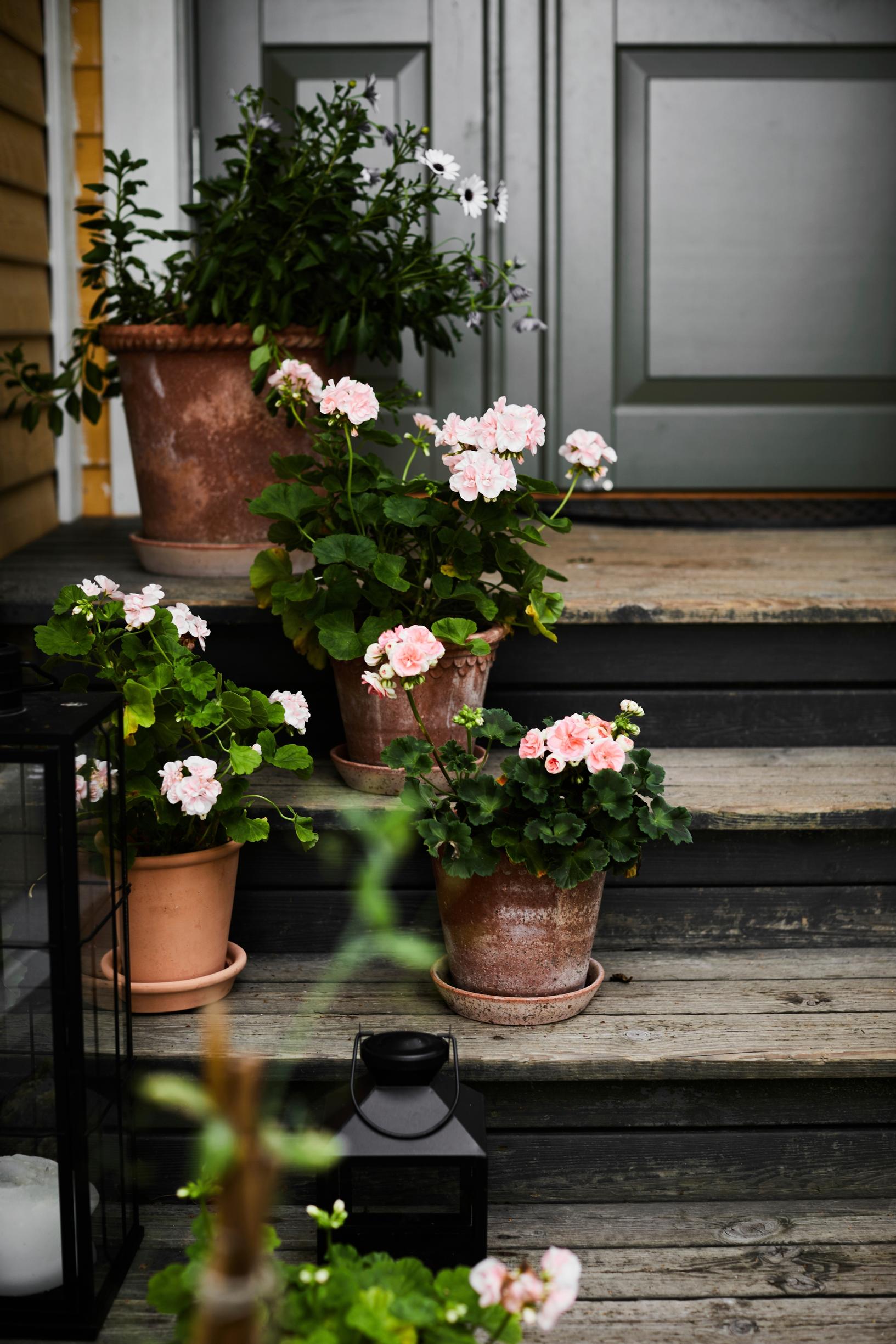 Geraniums on the steps