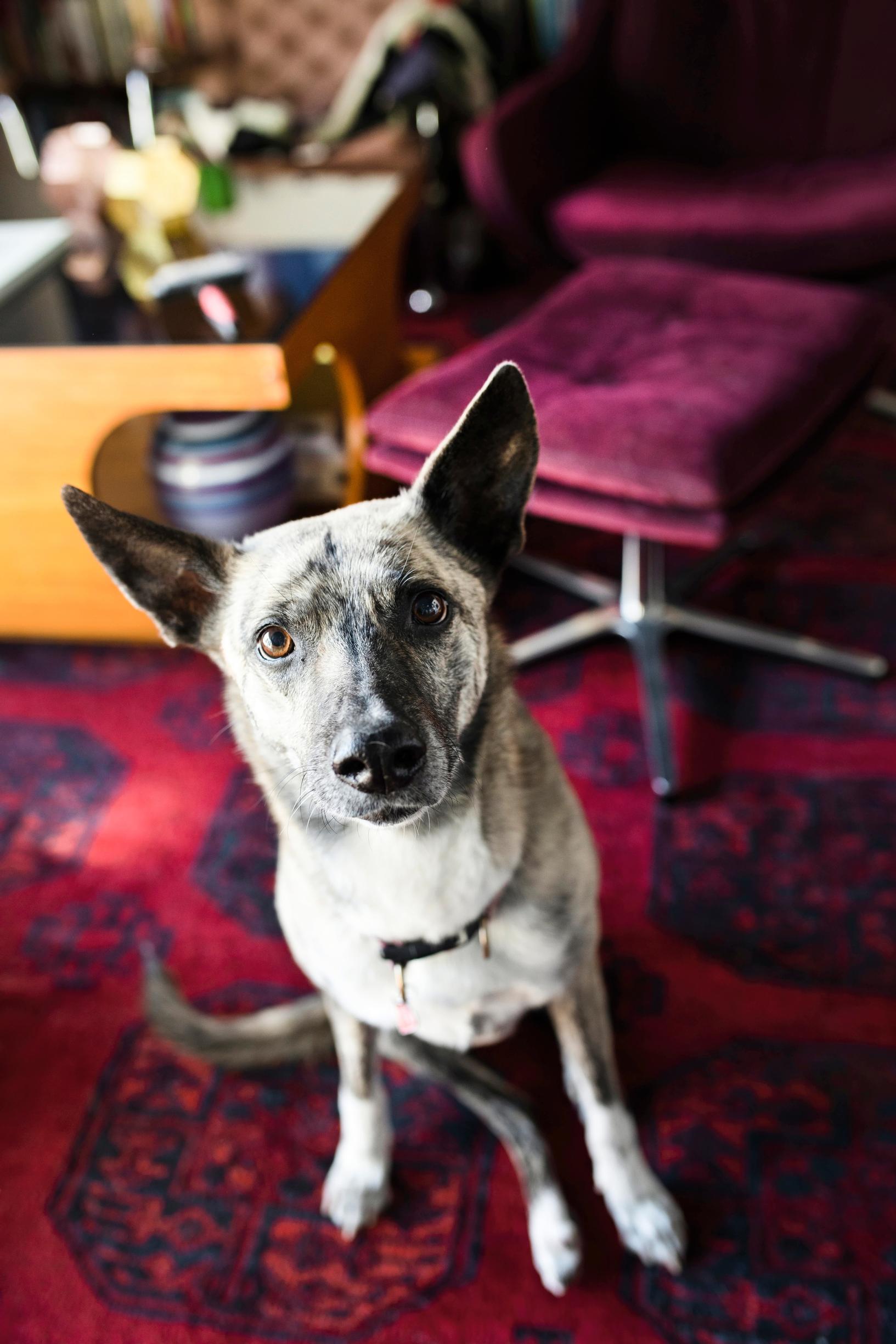 A dog sitting on a rug, looking toward the camera