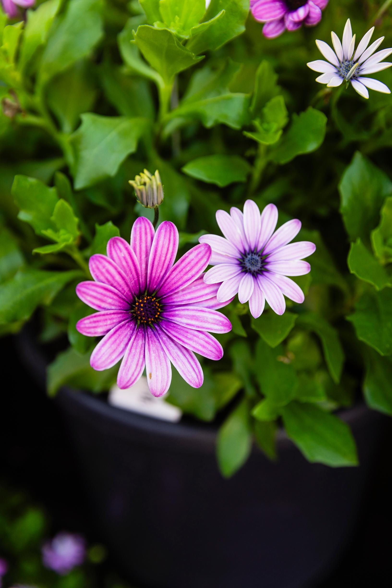 African daisy
