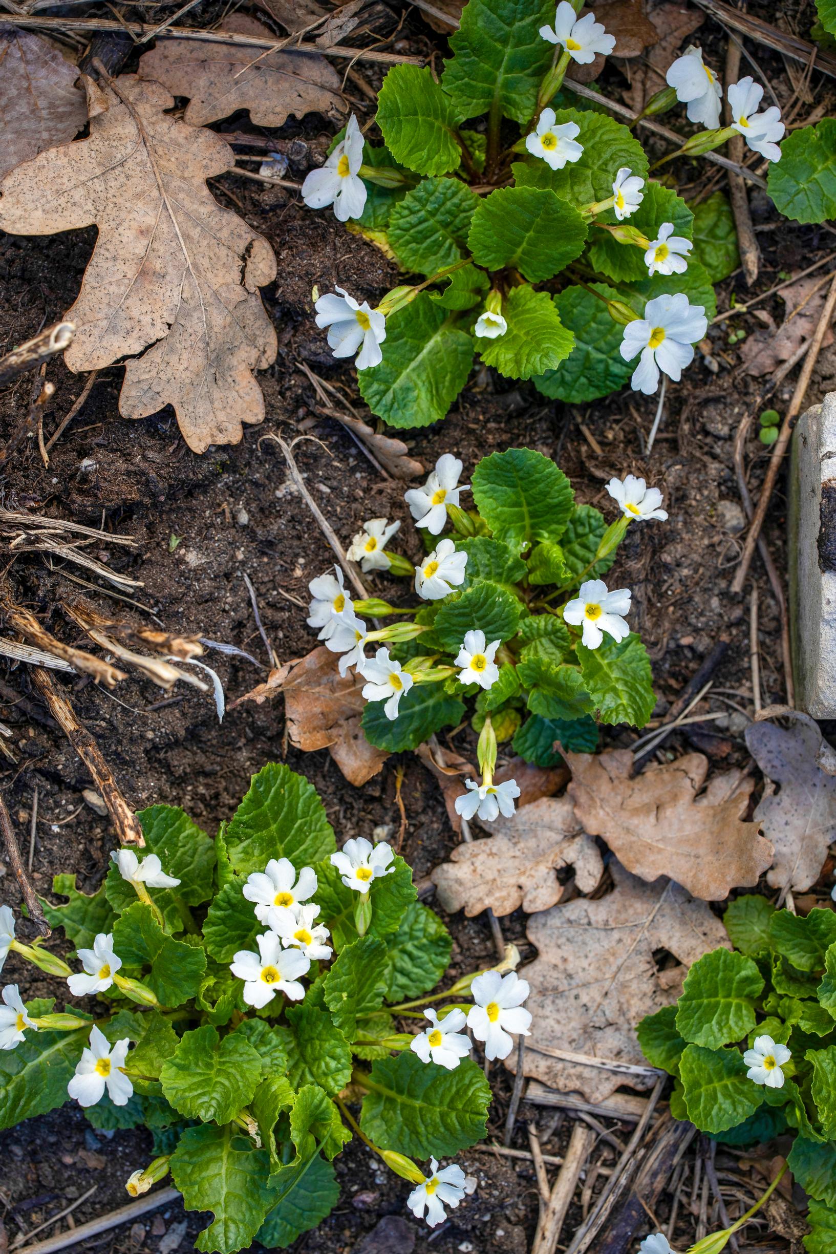 Primrose is more versatile than its reputation: ‘Schneewittchen’ creeping primrose gradually forms a mat.