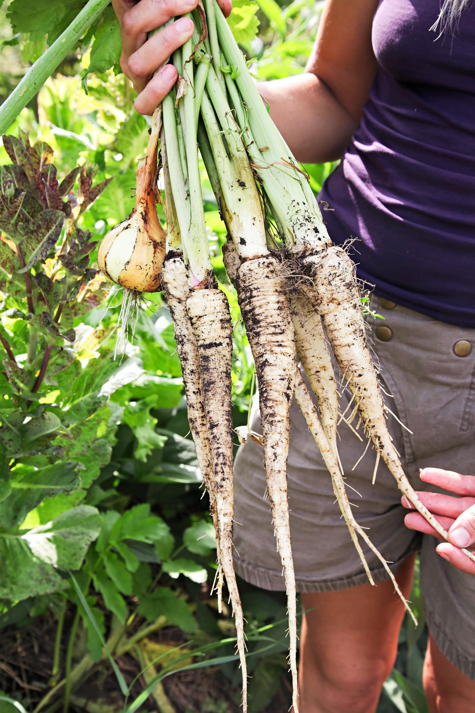How to become self-sufficient: Freshly harvested parsnips and yellow onions