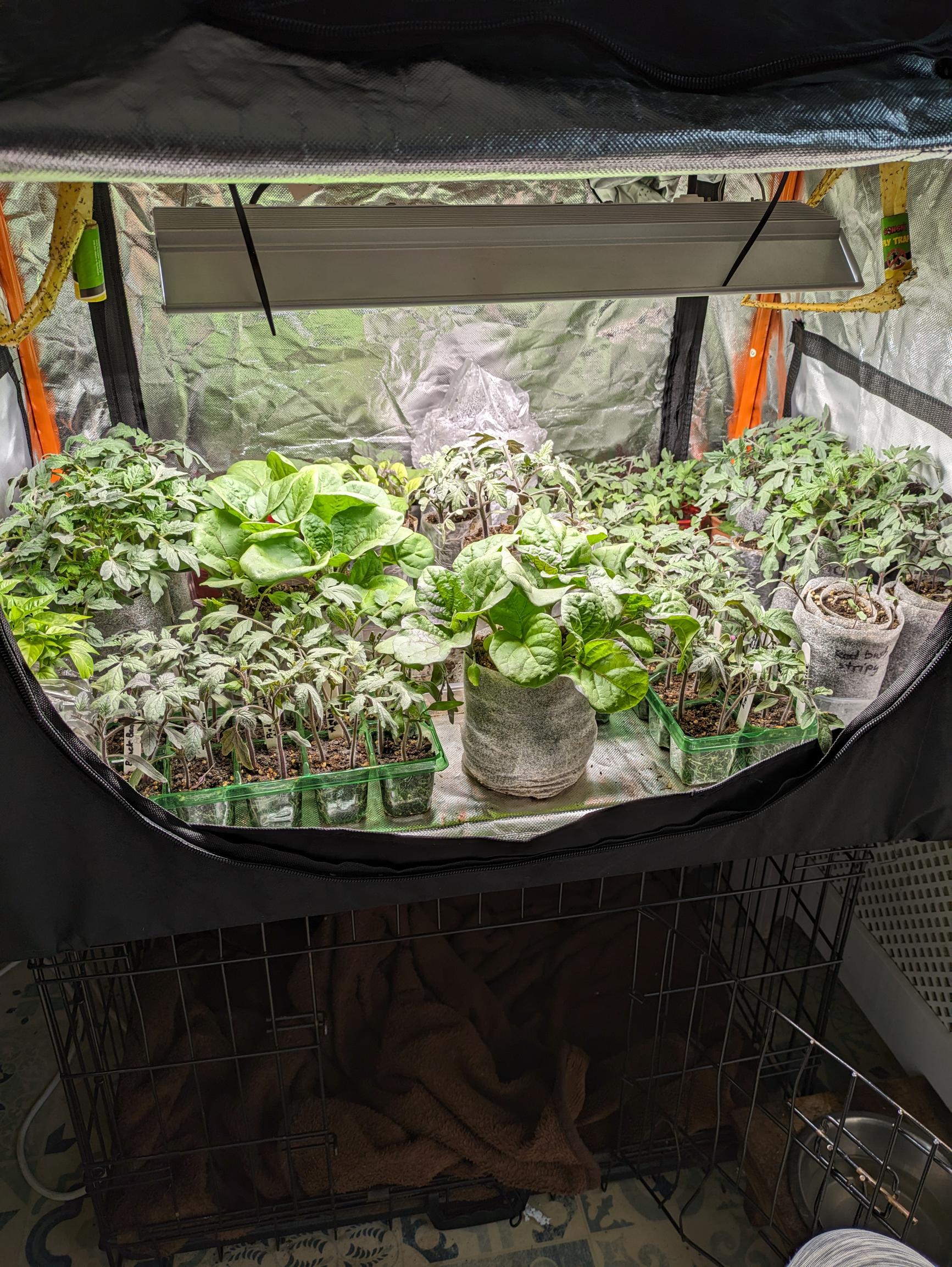 seed-starting under a grow light