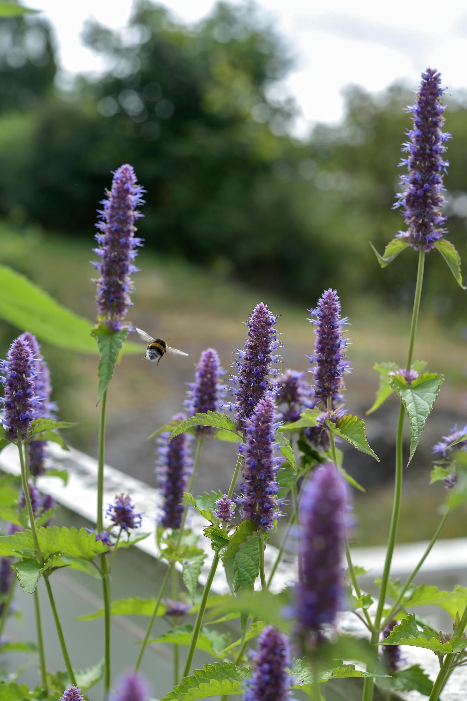 Anise hyssop is a favorite of insects.