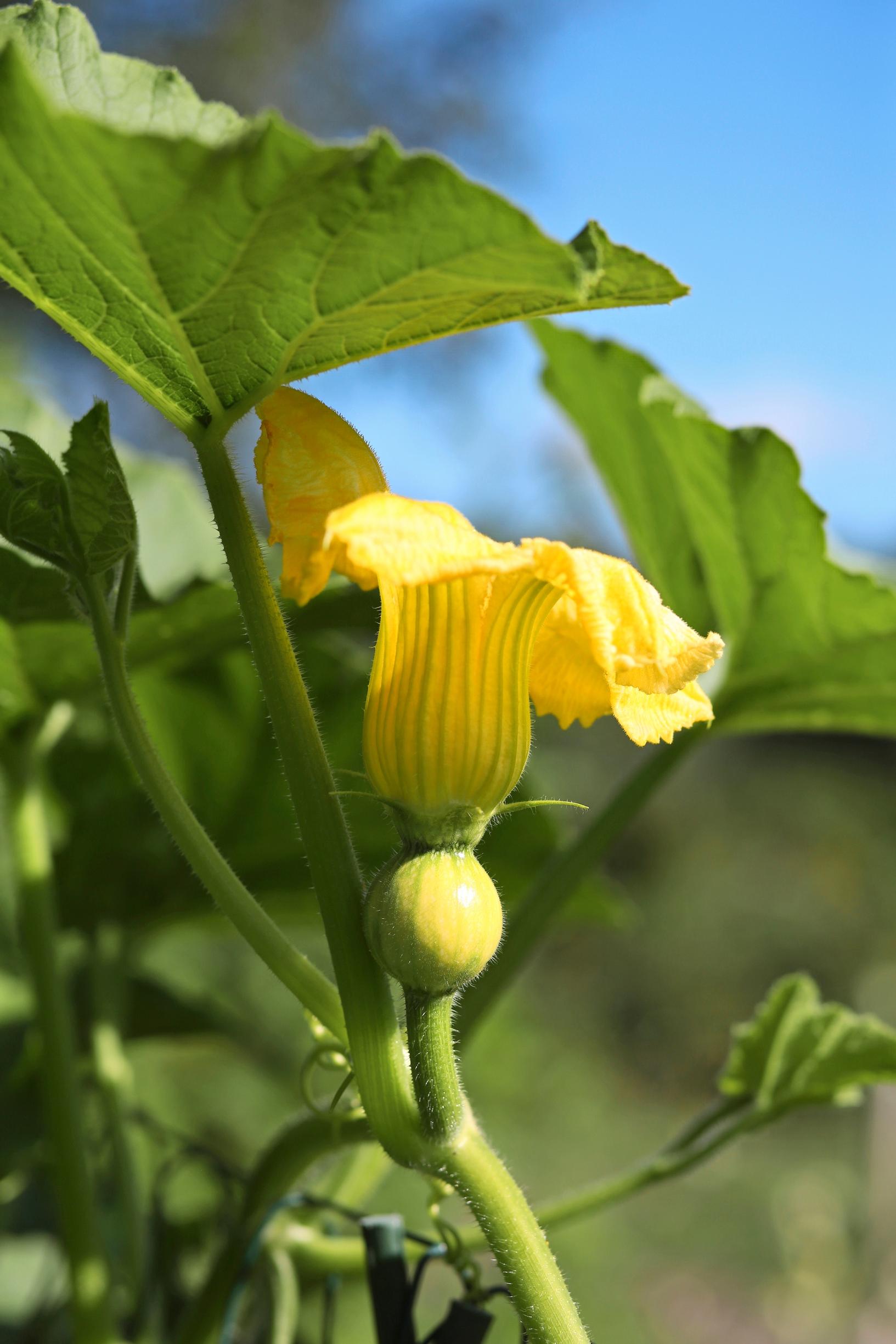 The yellow female pumpkin flower on Kanako’s allotment