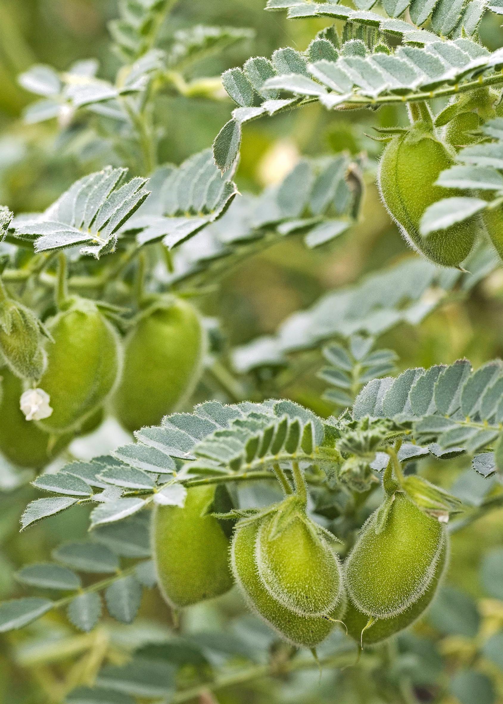 Chickpea growing, pods