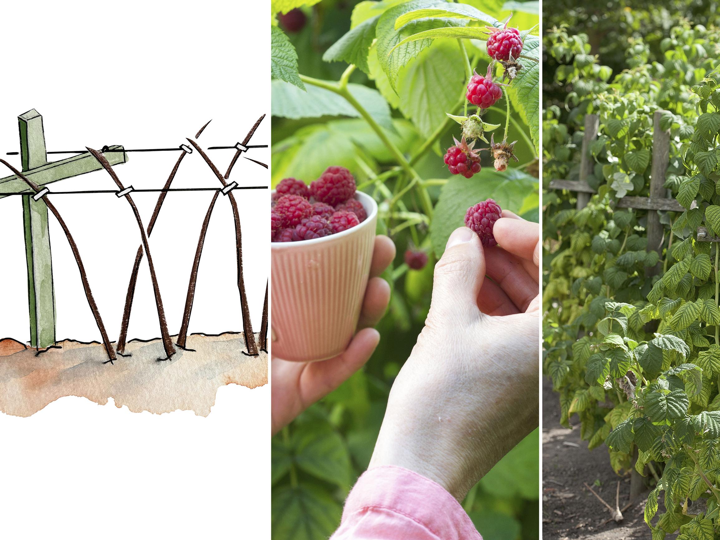 Raspberry support: why V is best (and how to do it)