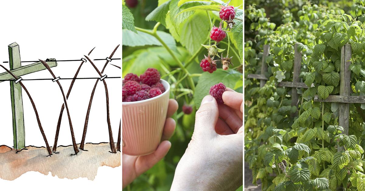 How To Build Raspberry Cover Raspberry support: illustrated instructions | Kotona Living