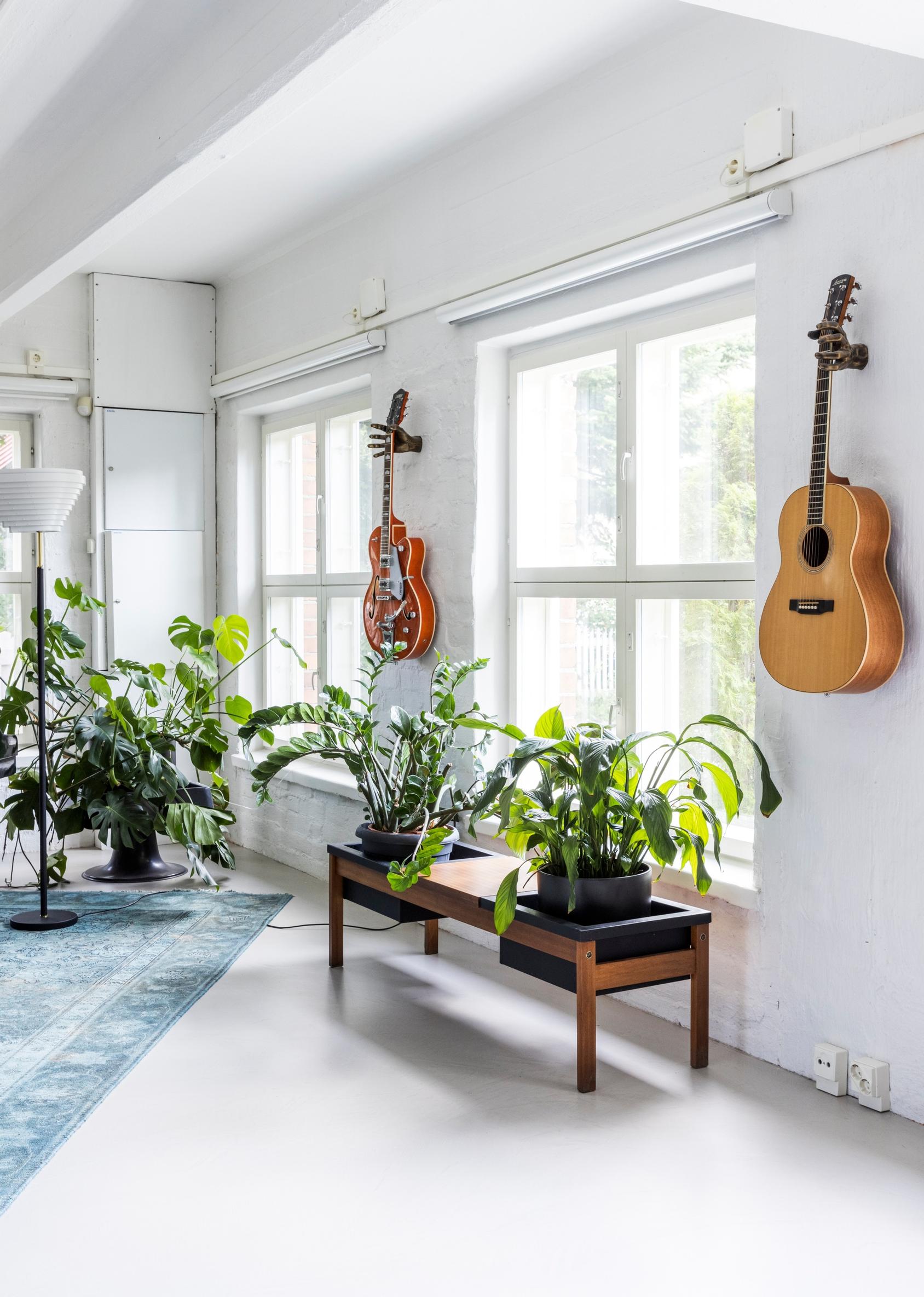 Old Monstera and other green plants