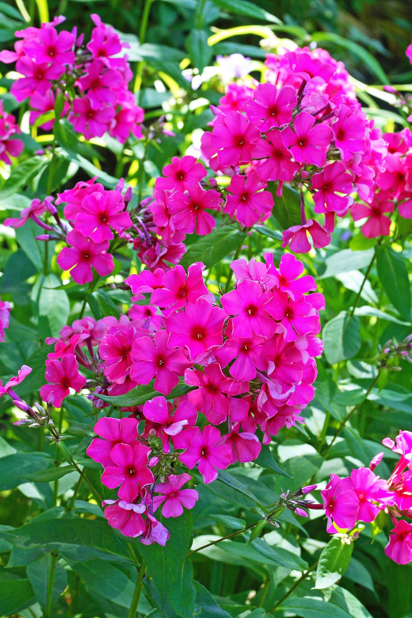 pink autumn phlox