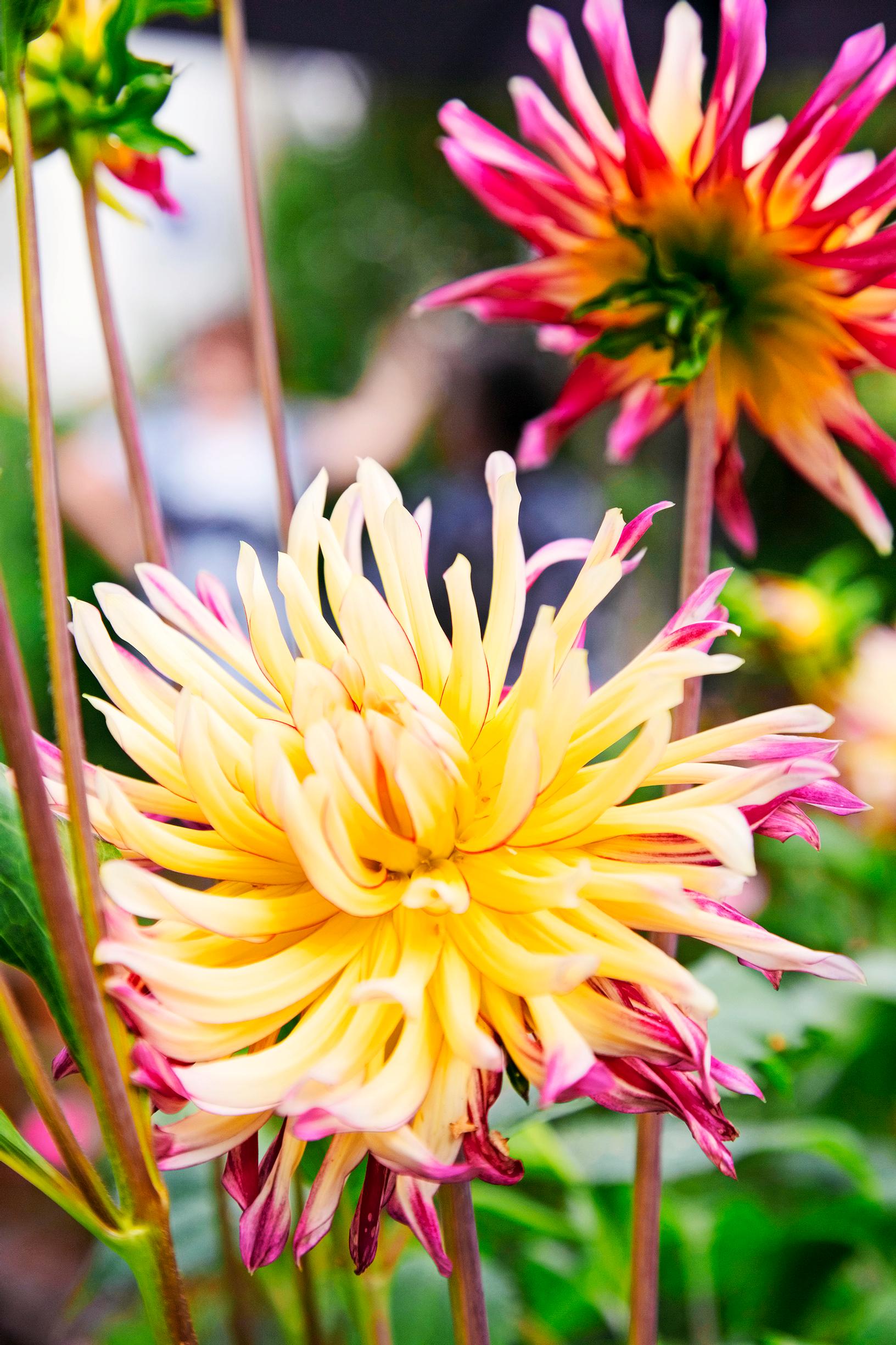 Dahlia care
